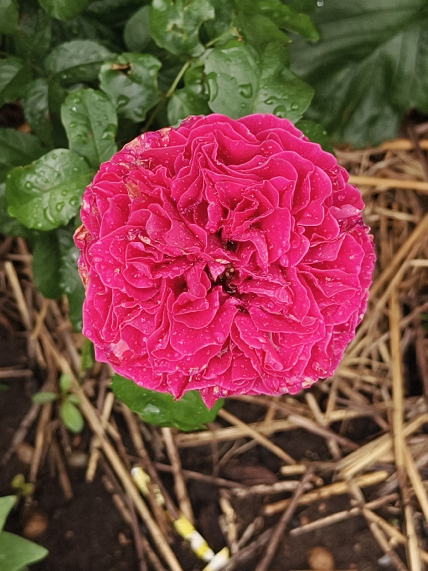 This is a close-up, top-down photograph of a vibrant pink rose in full bloom. The rose's petals are densely packed and ruffled, with many small water droplets clinging to their surfaces, indicating recent rain or dew. The rose is positioned centrally in the frame. In the background, lush green leaves of the rose bush are visible, also dotted with water droplets. The lower portion of the image shows a bed of dried grass or straw mulch, with dark soil peeking through. There are no people or animals present in the scene. The location is not specified in the image, nor is there any information to infer it is in Семилетка, Russia.