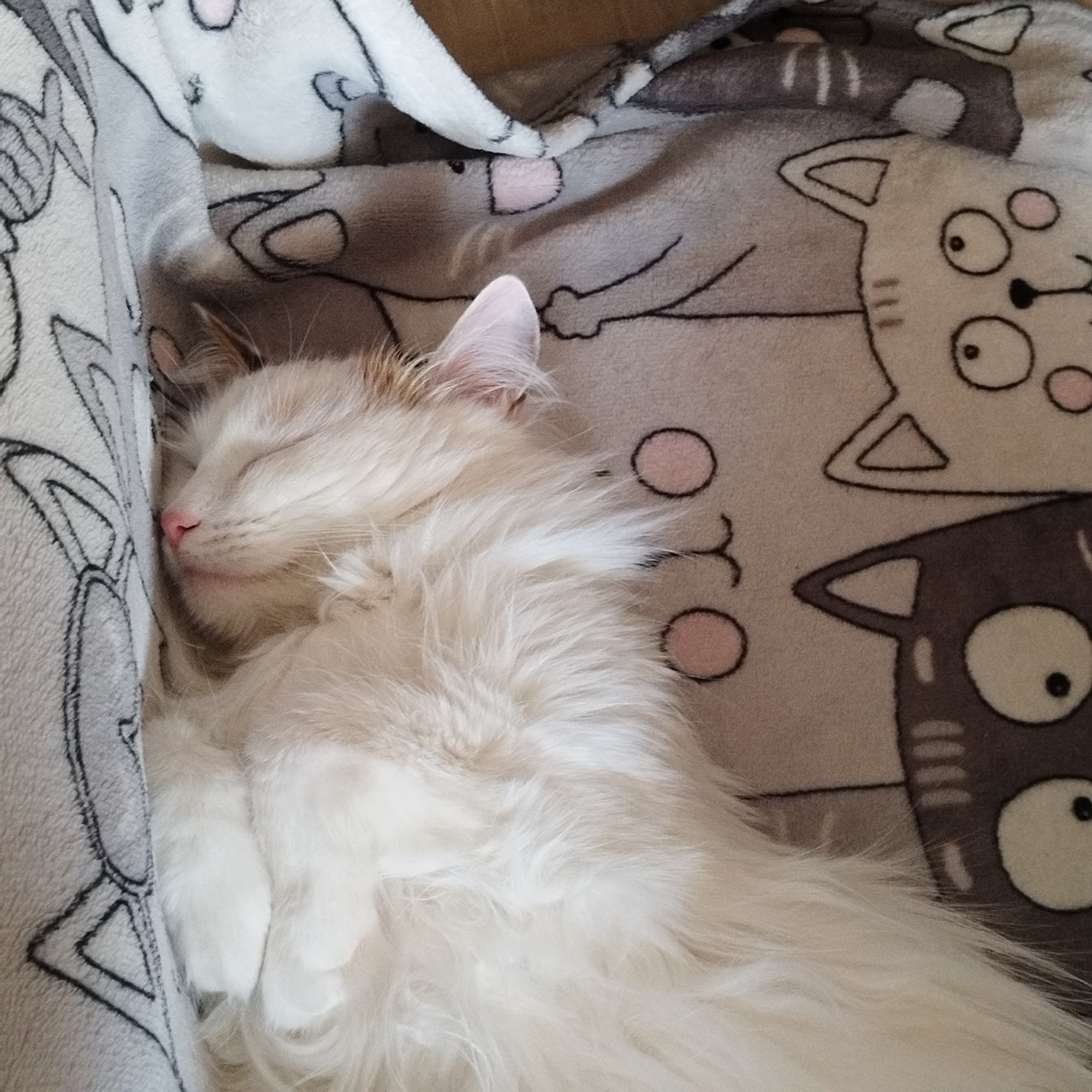 A long-haired, light-colored cat is sleeping on a grey blanket with cat cartoons printed on it. The cat is curled up with its paws tucked in and its eyes closed. Its nose is pink. The location cannot be determined from the image.