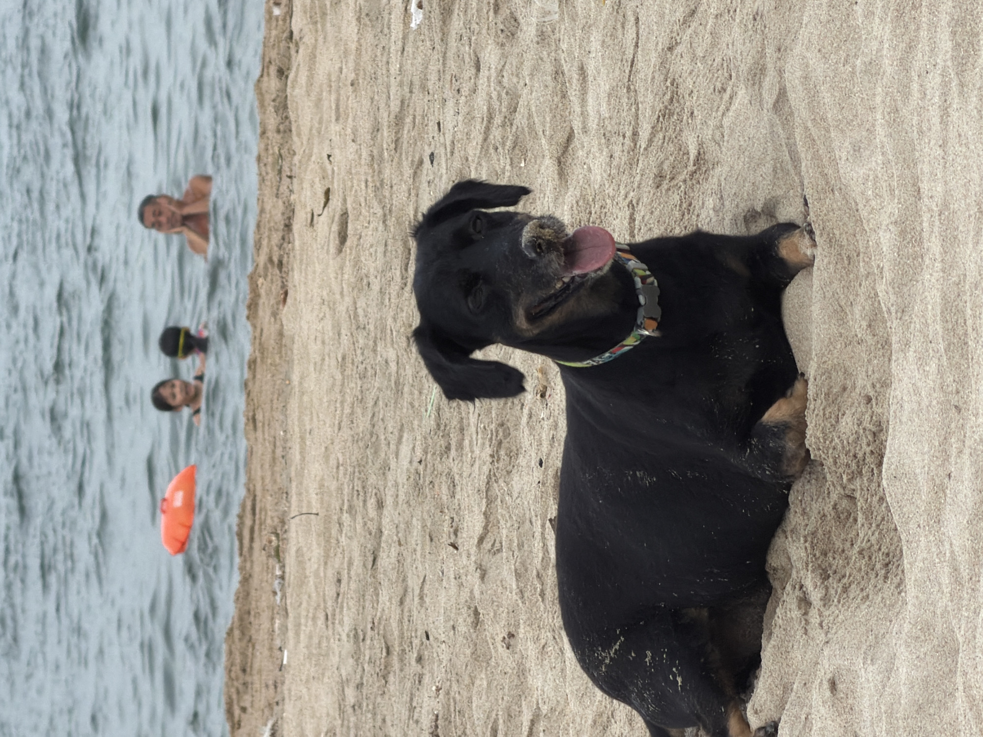 A black dog with tan markings is lying on a sandy beach, its tongue hanging out. The dog is wearing a colorful collar. In the background, several people are in the ocean, with an orange float visible. The scene appears to be a beach in Nha Trang, Vietnam, with the ocean and sand being prominent elements of the environment.
