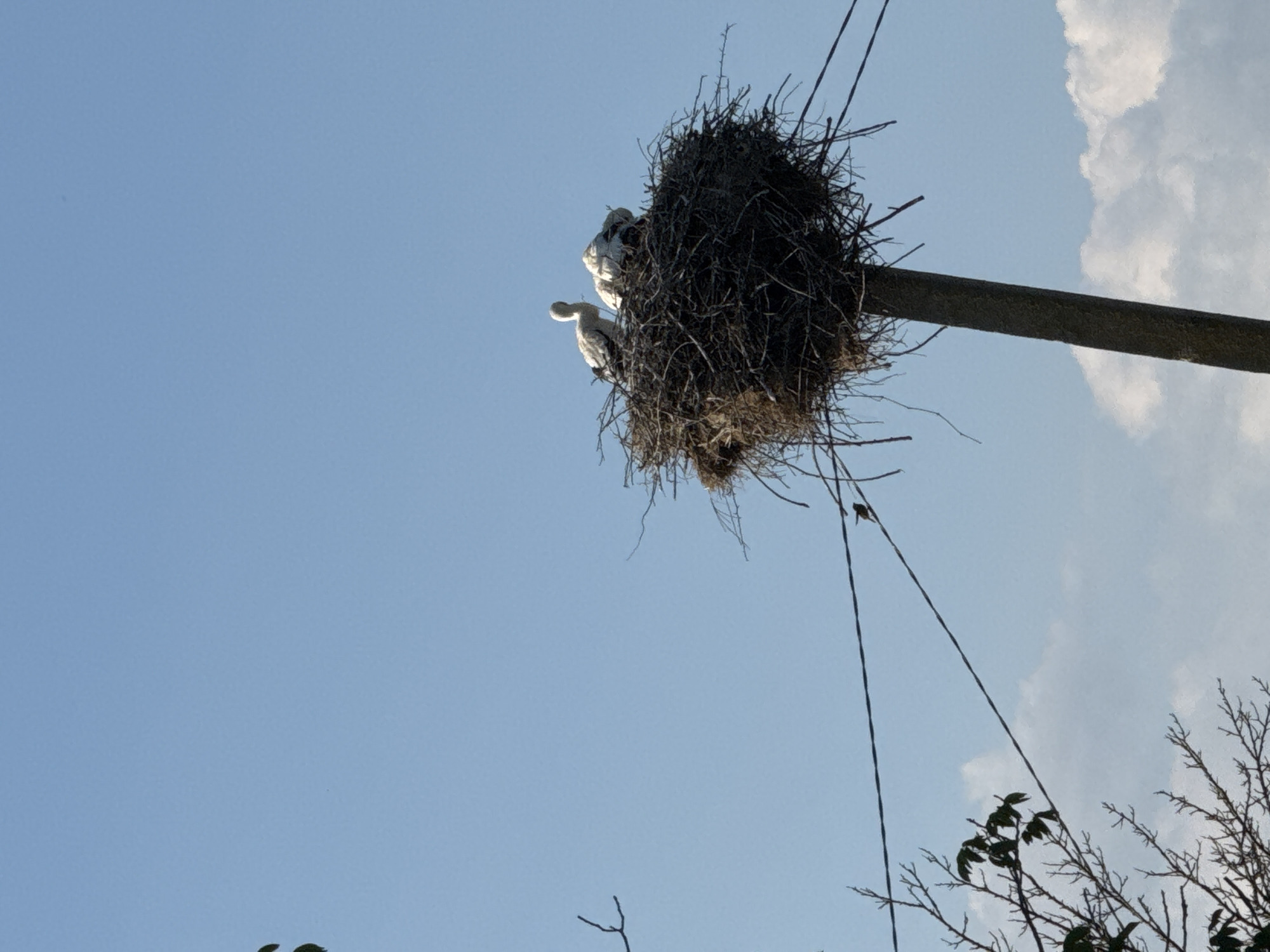 A large nest built of twigs and branches sits atop a wooden pole against a clear blue sky with scattered white clouds. Within the nest are at least three white birds. One bird is standing upright, facing left, with its head turned slightly to the left. Two other birds are huddled together within the nest. The nest is surrounded by bare tree branches and electrical wires stretch across the background. The scene appears to be located in the village of Shemetove, Ukraine.