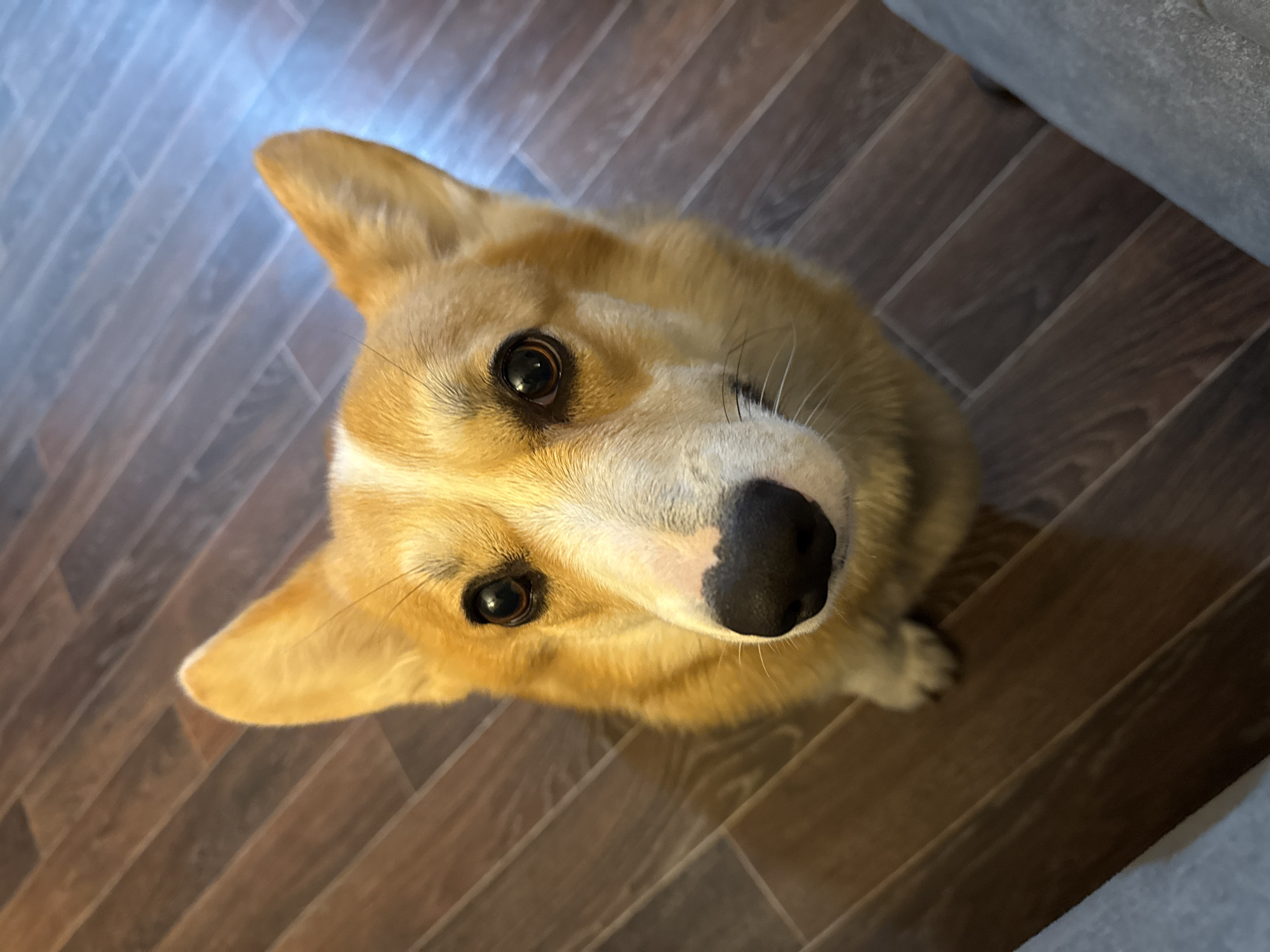 A tan and white corgi dog sits on a brown-tiled floor, looking directly up at the camera. The dog has pointed ears and a black nose. Part of a gray wall is visible in the upper right corner. The location is likely indoors, but there is no information in the image to suggest it is in Votkinsk, Russia. There are no people or other subjects visible. No actions or interactions are captured other than the dog looking up. The environment is generally described by the floor and the wall, with no other details.