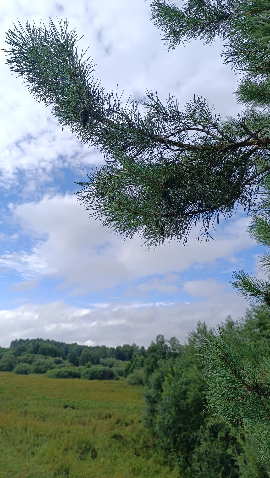 A close-up shot focuses on a pine branch with needles and pinecones against a partly cloudy sky. In the background, a wide, green field stretches out towards a dense forest of green trees. The scene appears to be a natural landscape, likely in a rural or park area. There are no people or visible structures in the image. The lighting suggests it is daytime, with diffused light from the overcast sky.