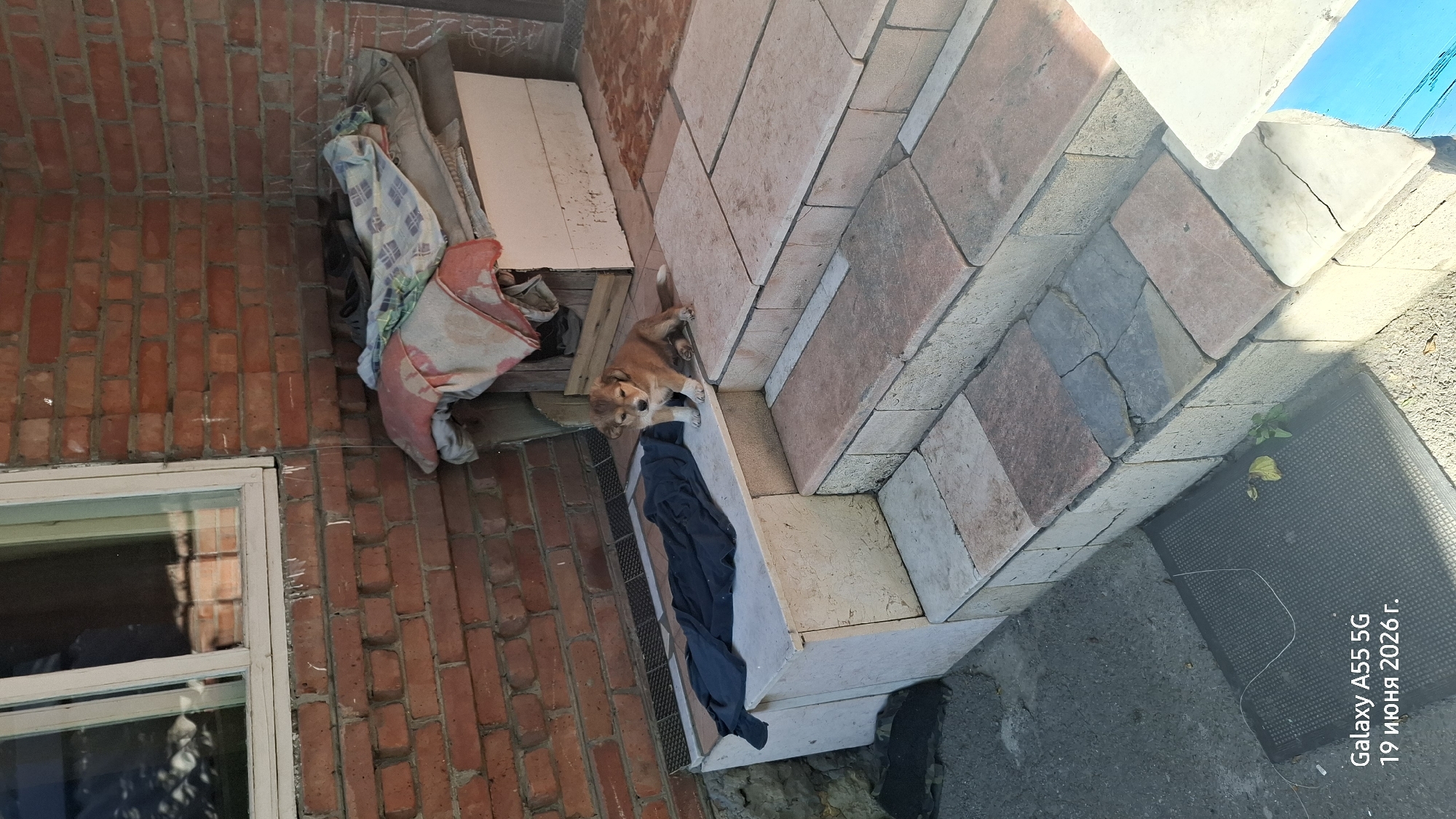 A small, light brown puppy lies on a low, stone ledge. It is looking down and to the left. The puppy appears to be resting. The ledge is made of concrete blocks and is surrounded by stone tiles. There are some dark fabric items on the ledge and to the left of it, including what looks like a dark blue garment draped over the front. Behind the ledge, there is a brick wall and some piled-up cloth items. To the left of the brick wall, a window with a white frame is visible.
The scene appears to be outdoors, possibly in a backyard or a less-maintained area. The lighting suggests it is daytime, with sunlight casting shadows. The stone tiles are laid in a herringbone pattern. In the bottom right corner of the image, there is a dark grey mat with a textured surface, and a small green plant growing through the paving stones.
Visible text in the lower right corner reads: "Galaxy A55 5G 19 июня 2026 г." This text indicates the device used to capture the image and the date it was taken, which is June 19, 2026. The location context provided is Rostov-on-Don, Russia.