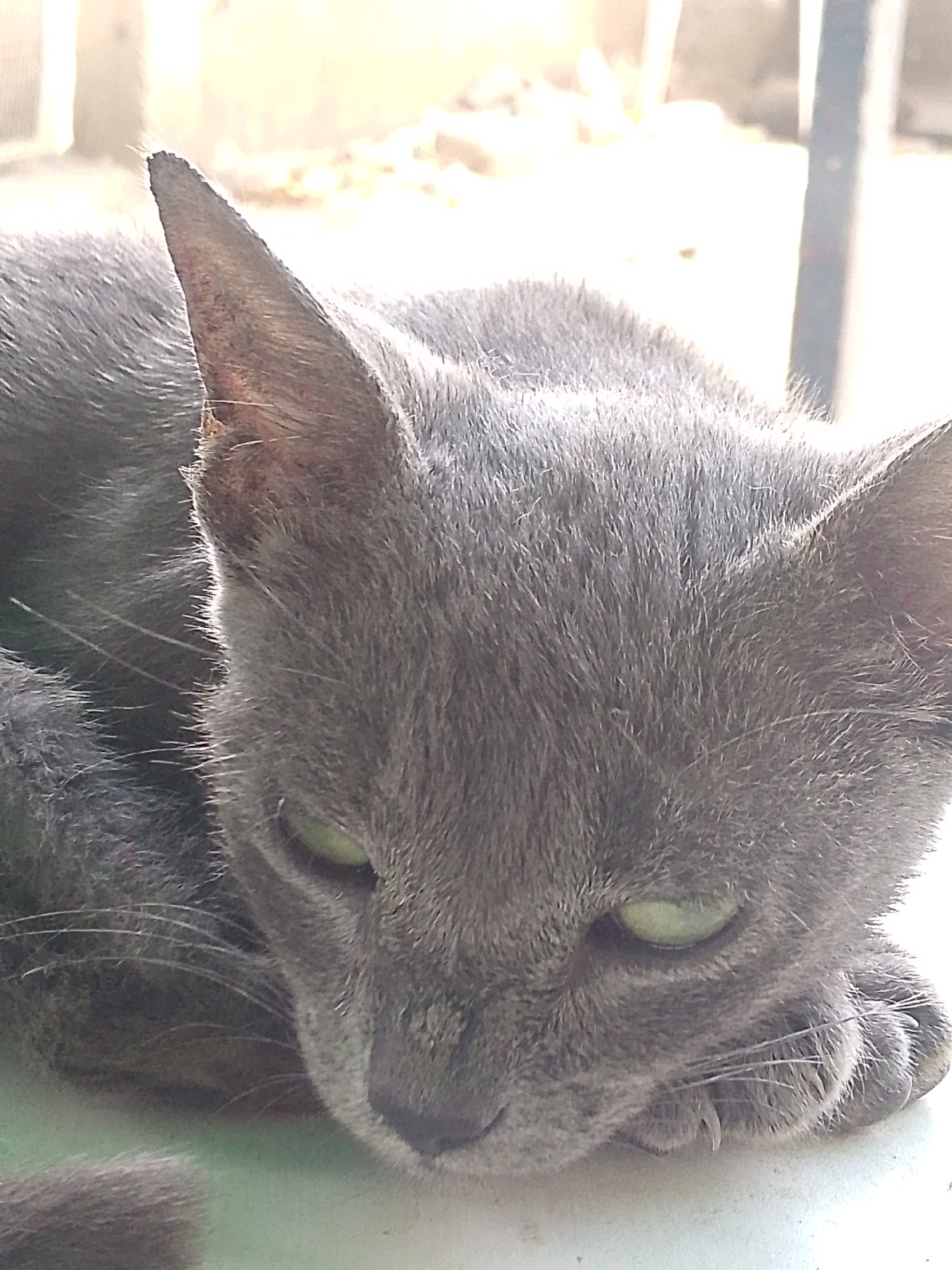 A gray cat is lying down, its head resting on its paws. Its eyes are green. The cat appears to be indoors. The specific location in Juan Griego, Venezuela is not evident from the image.