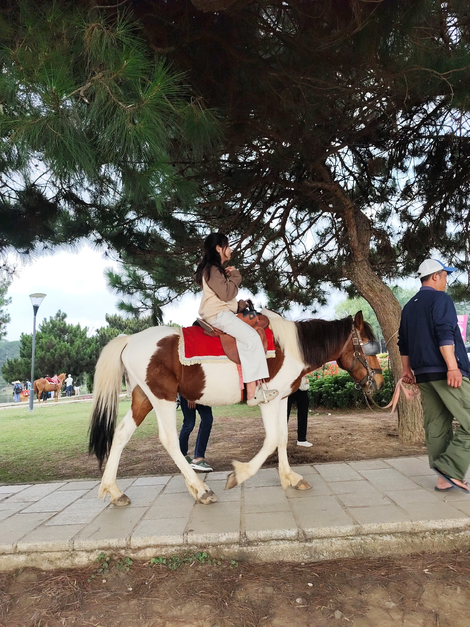 The image depicts an outdoor scene, likely a park or recreational area, in Da Lat, Vietnam, under an overcast daytime sky. The central focus is a young woman with long dark hair riding a brown and white piebald horse. She is dressed in a light-colored top and white pants, seated on a saddle with a red blanket underneath. A man, wearing a blue shirt, olive green pants, and a white and blue baseball cap, walks alongside the horse on the right, seemingly guiding it.
The horse and people are on a paved pathway made of square concrete tiles. To the left of the pathway is a manicured grassy lawn with a tall lamppost. In the mid-ground on the left, several other people and at least one other horse with a red saddle are visible by what appears to be a lake or large pond. The upper part of the frame is filled by the dense, gnarled branches and long green needles of a large pine tree, which extends across the top and down the right side, casting shade. The ground next to the path on the right is bare earth covered with pine needles. The scene conveys a calm, leisurely activity, typical of a tourist attraction. No visible text is present in the image.