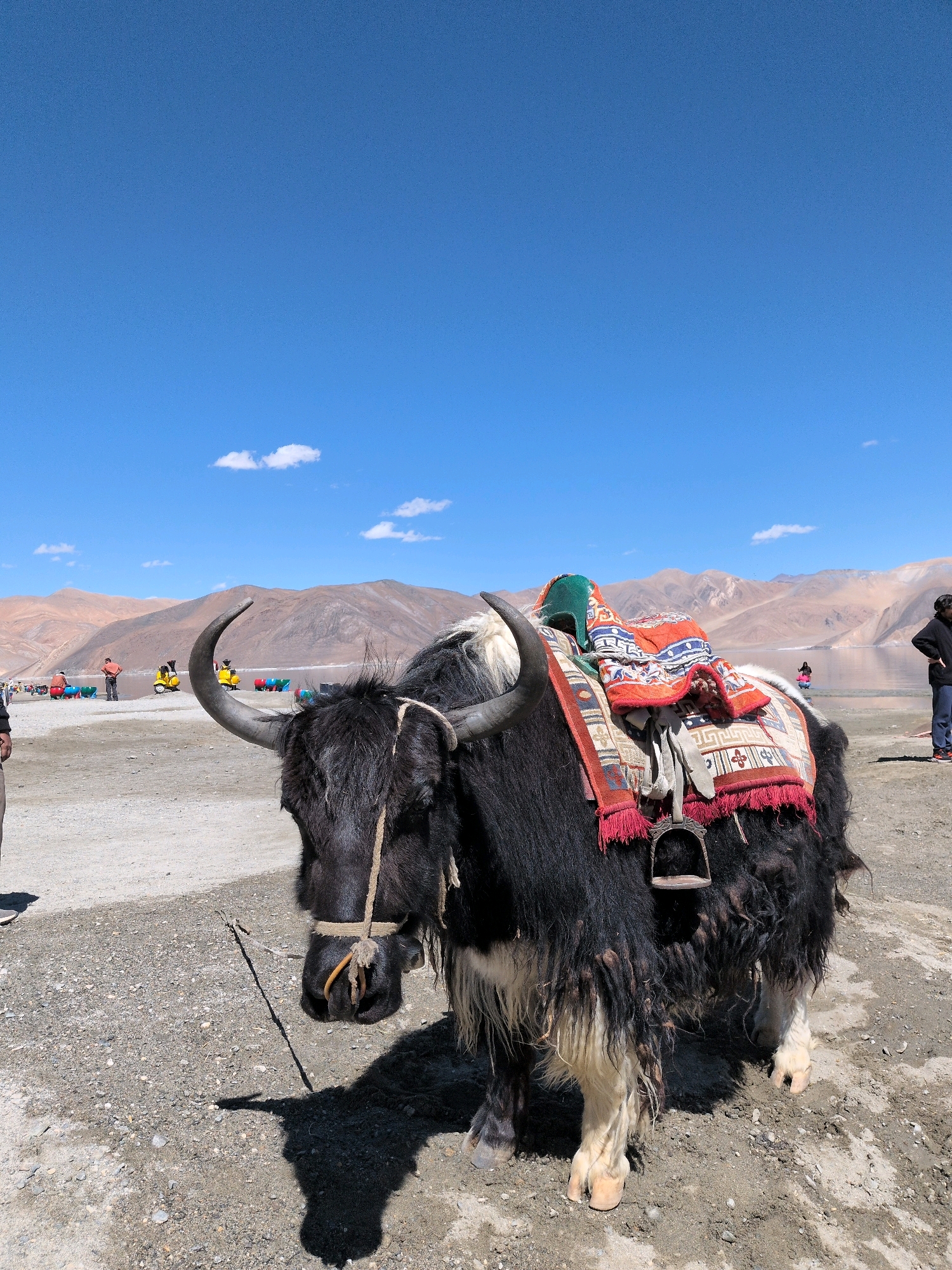A black yak with white lower legs stands on a gravelly shore under a clear blue sky with scattered white clouds. The yak is adorned with a colorful saddle blanket featuring red, white, and orange geometric patterns, as well as a green saddle pad. The saddle has two stirrups. The yak's head is lowered, and its horns curve upwards and outwards. A rope halter is visible around its muzzle. In the background, a serene lake reflects the light, with arid mountains forming a backdrop. Several people and some yellow scooters are visible near the water's edge. The scene appears to be a tourist attraction in a mountainous, possibly high-altitude region of India.
