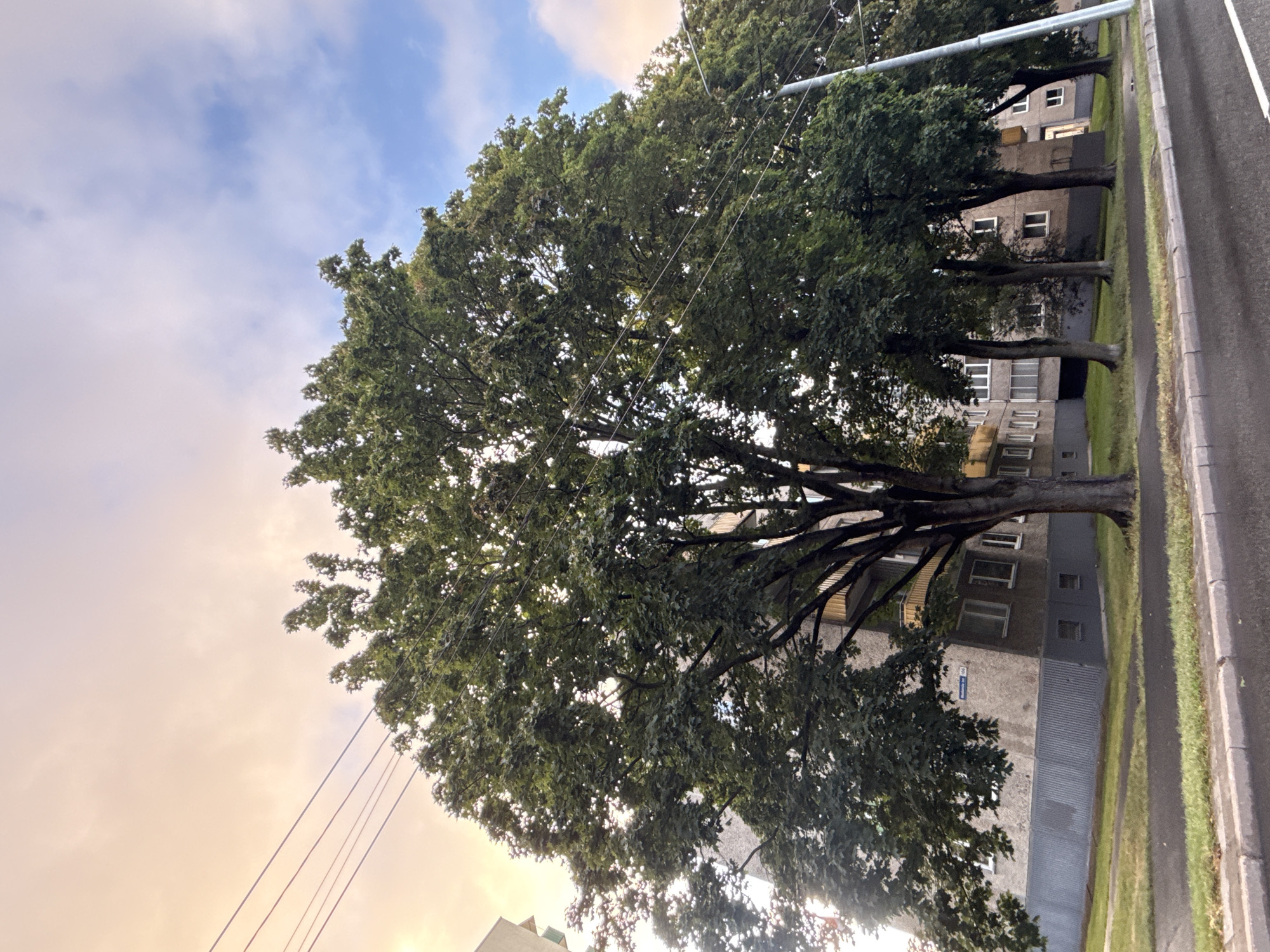 This is a photograph of a street in Tallinn, Estonia, featuring a row of large, leafy trees in front of a multi-story apartment building. The sky above is partly cloudy with a mixture of pale yellow and blue hues, suggesting it might be sunrise or sunset. Power lines are visible strung across the upper portion of the image, passing behind the trees. The apartment building appears to be constructed from concrete and has numerous windows and balconies. A sidewalk and a street with a white line marking are in the foreground. The overall scene depicts a common urban landscape.