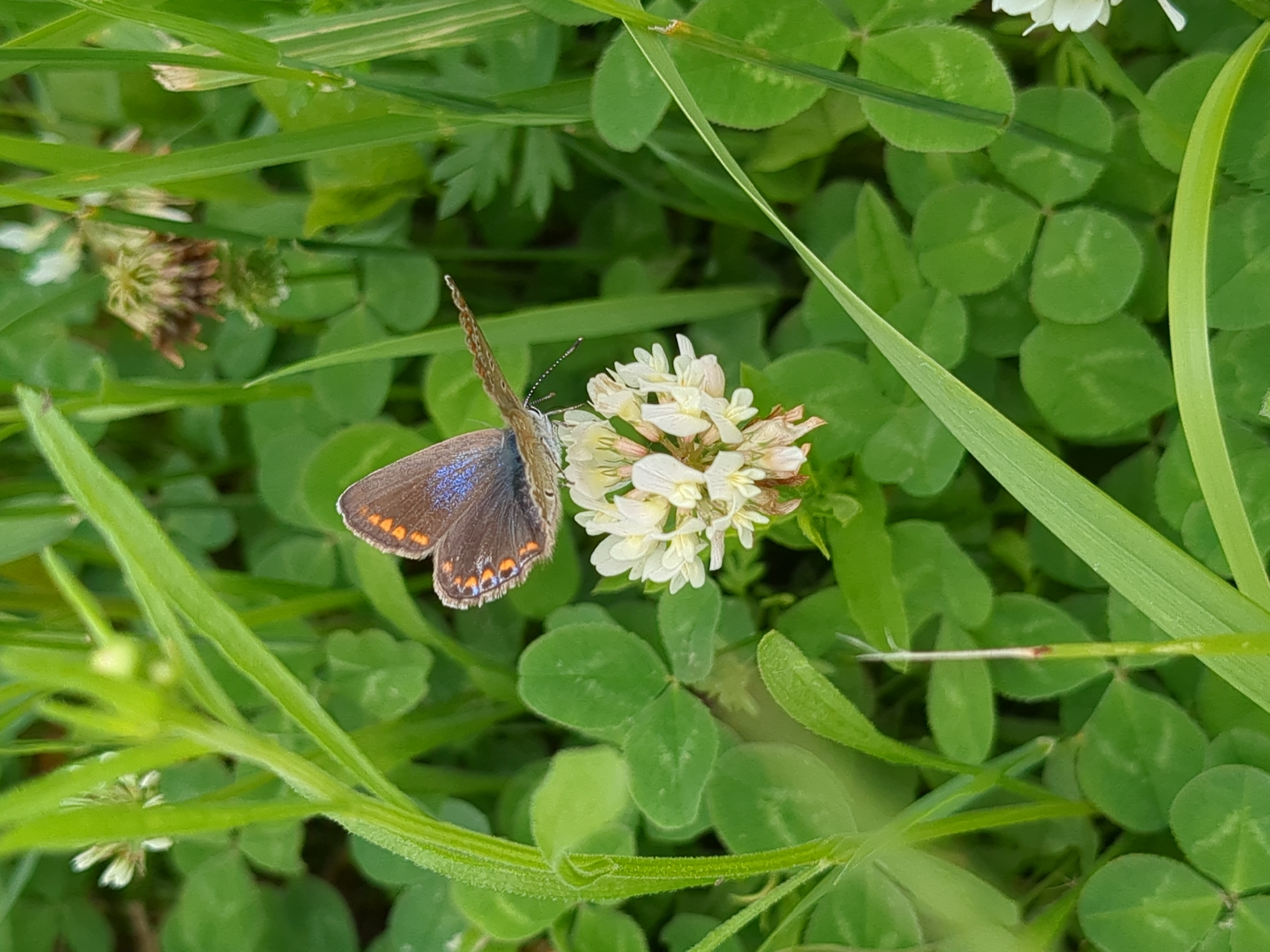 A close-up, eye-level, full shot shows a small brown butterfly with iridescent blue markings on its wings, perched on a cluster of small white clover flowers. The butterfly is positioned on the right side of the frame, facing left. Its antennae are visible. The clover flowers are surrounded by lush green clover leaves and blades of grass. The background is softly blurred, indicating a shallow depth of field. The scene appears to be a natural outdoor setting, likely in a park or garden. There is no indication of the city of Boryspil, Ukraine, in the image itself.