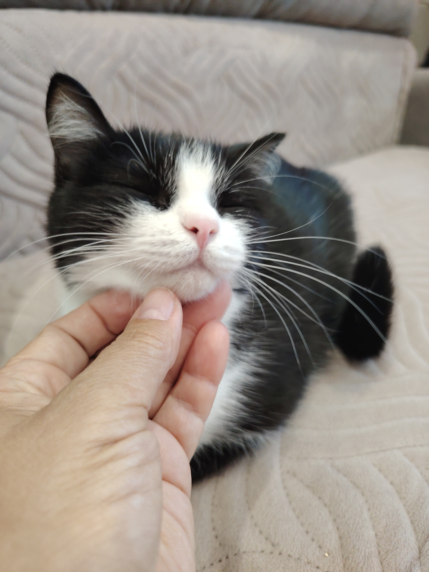 A black and white cat is being petted under the chin by a person's hand. The cat has its eyes closed and appears relaxed. The cat is lying on a light-colored, textured surface, likely a sofa or chair. The background is slightly blurred, suggesting a shallow depth of field. The scene takes place indoors, in an environment that is not visually identifiable with a specific city.