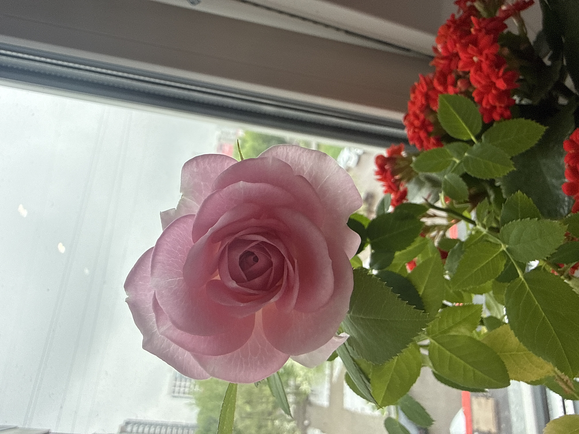 A close-up shot features a light pink rose in full bloom, positioned near a window with an overcast sky visible through the glass. To the right of the rose, a cluster of small, vibrant red flowers with green leaves is present. The setting appears to be indoors, with a blurry view of buildings outside the window. The image does not provide enough information to identify the location as Krasnoyarsk, Russia. No people, actions, or interactions are depicted. The environment consists of indoor plants near a window with an external urban view.