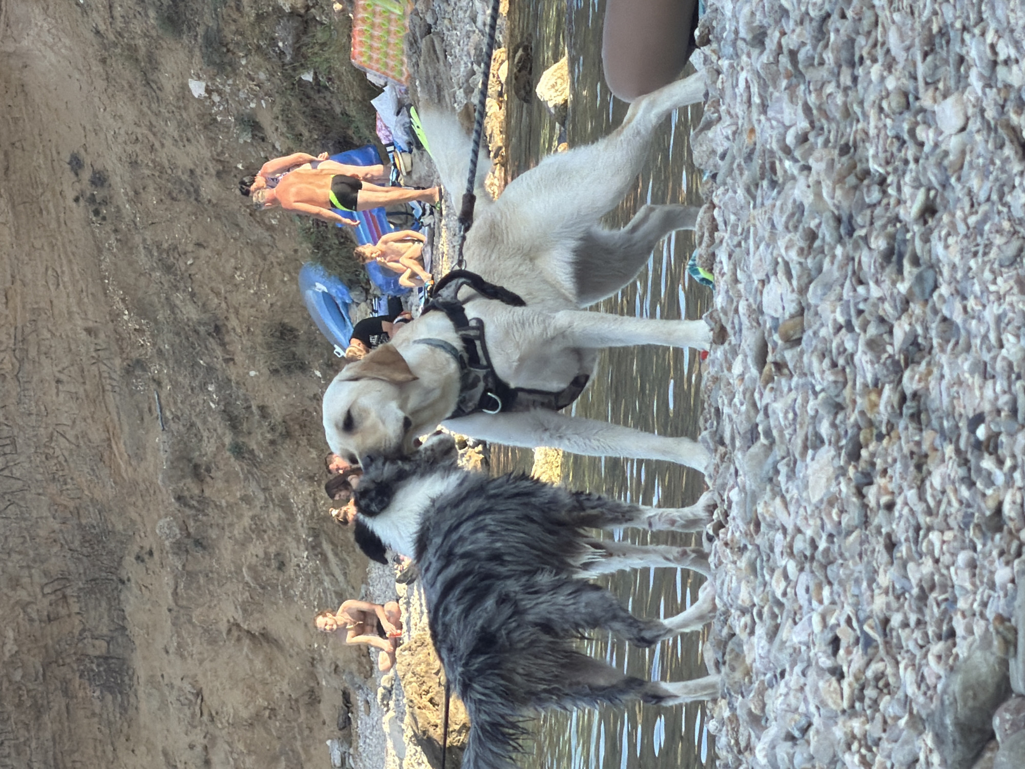 Two dogs are standing in shallow water on a rocky beach. The dog on the left is a medium-sized, long-haired dog with black and grey markings. It is facing to the right, with its head turned towards the other dog. The dog on the right is a larger, light-colored Labrador retriever. It is facing to the left, with its head down, appearing to be sniffing or interacting with the other dog. Both dogs are wet.
In the background, there are several people on the beach, some sitting and some standing. There are also some inflatable objects and beach towels. The environment is a beach with a rocky shoreline leading into the water. Behind the beach is a rocky hill with some markings or carvings on it. The scene appears to be in Općina Baška, Croatia, likely on one of its many pebble beaches. The lighting suggests it is daytime.