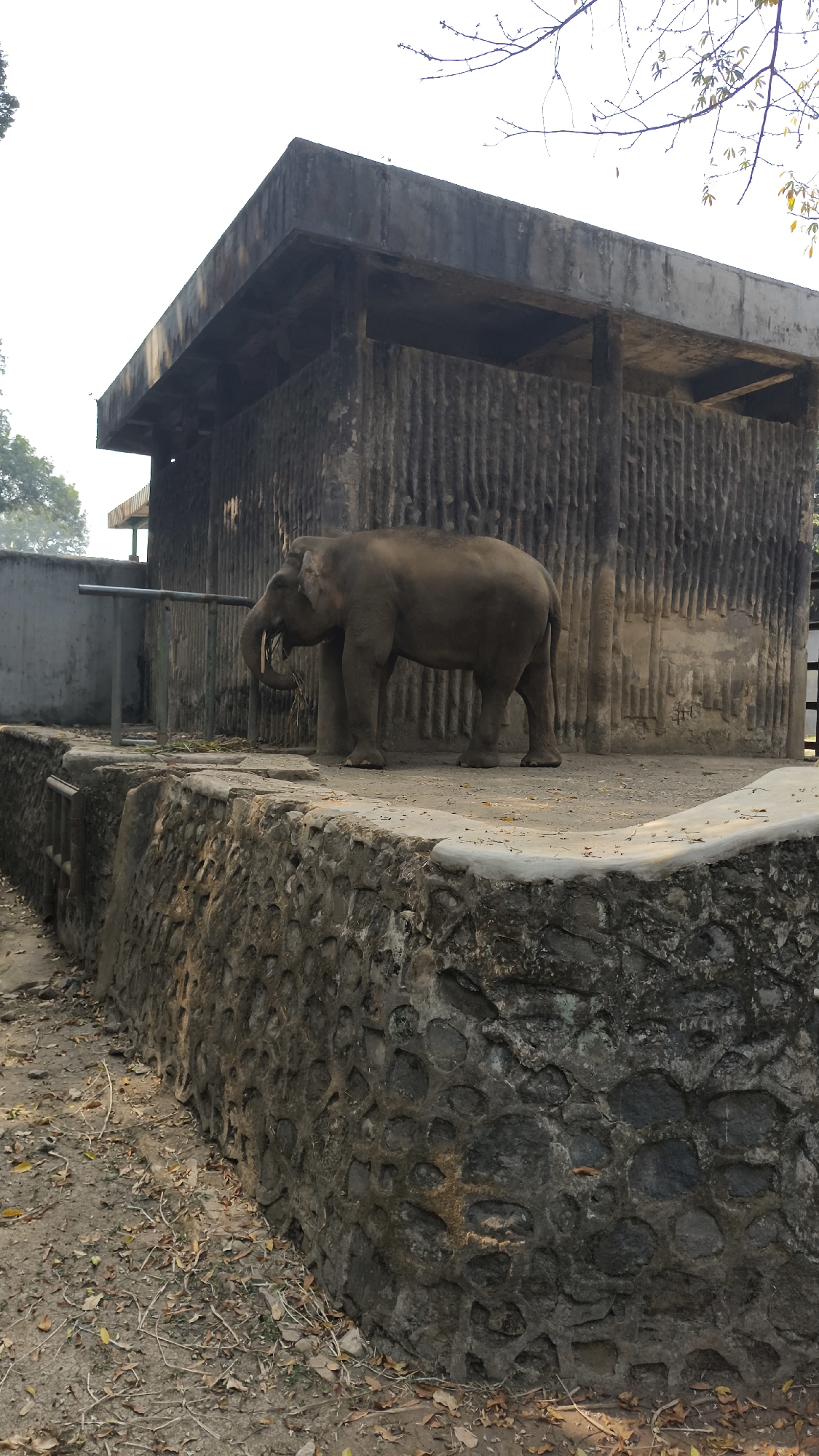 An elephant stands in an enclosure at the Ragunan Zoo in South Jakarta, Indonesia. The elephant is facing left, with its trunk lowered and appearing to eat grass. It is standing on a concrete platform, which is surrounded by a stone wall. Behind the elephant is a concrete structure with a rough, vertical texture. The enclosure is outdoors, and the sky is visible in the background, with some bare tree branches. The ground around the enclosure is covered in dirt and fallen leaves.