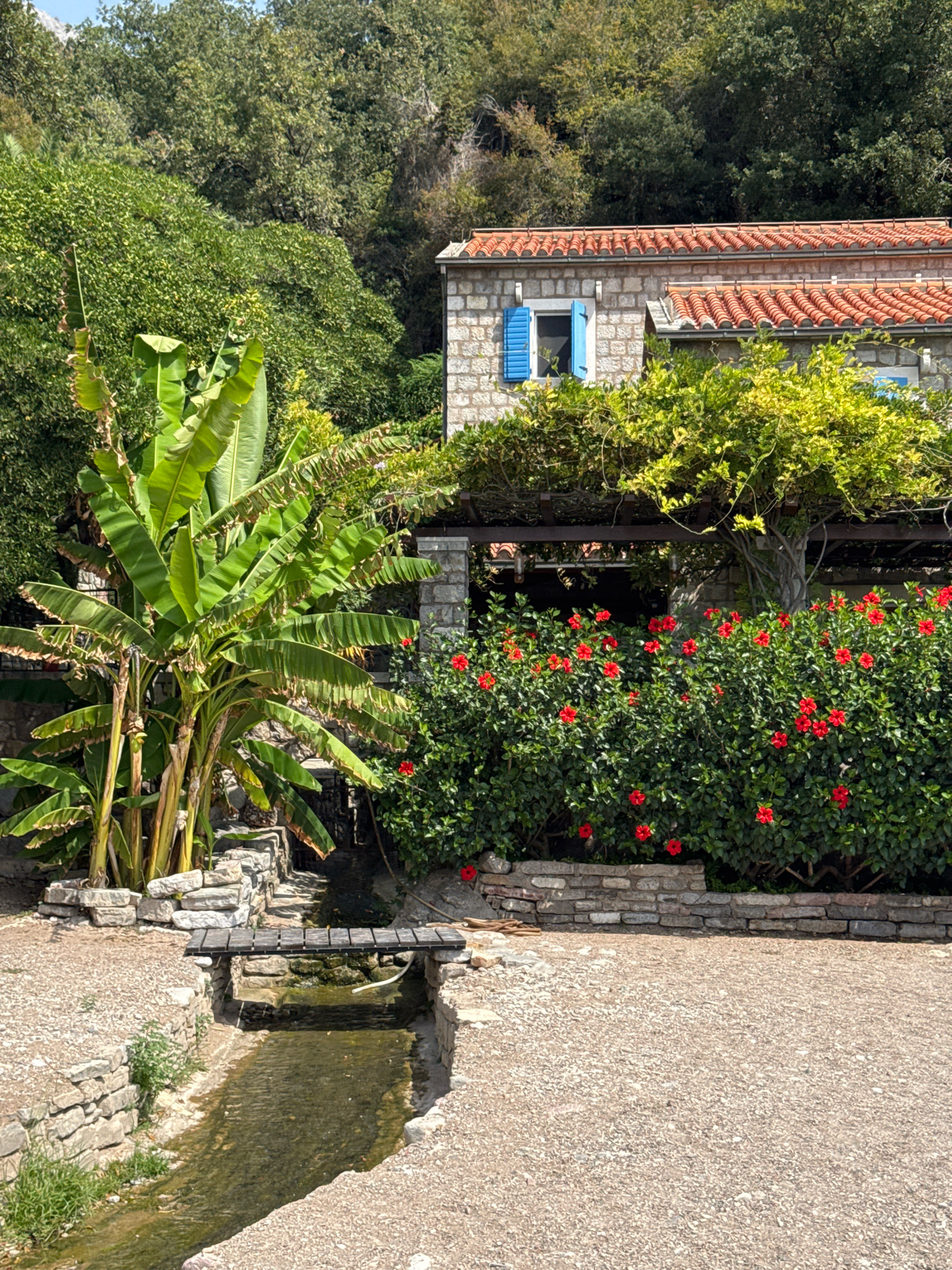 The image depicts a picturesque scene in Mirište, Montenegro. In the foreground, a narrow, shallow stream flows through a channel lined with rough-hewn stones. A small, rustic wooden footbridge crosses the stream. To the left of the stream, a large banana plant with broad, green leaves stands prominently. Behind the stream and the banana plant, a lush green bush, heavily laden with vibrant red hibiscus flowers, creates a striking visual contrast. Overlooking the flowers is a stone building with a red-tiled roof and blue shutters on its windows, partially covered by a leafy green vine. The background is filled with dense, verdant trees, suggesting a natural, somewhat wild setting. The ground is covered with gravel. The lighting suggests it is a sunny day. There are no people or animals visible in the image.