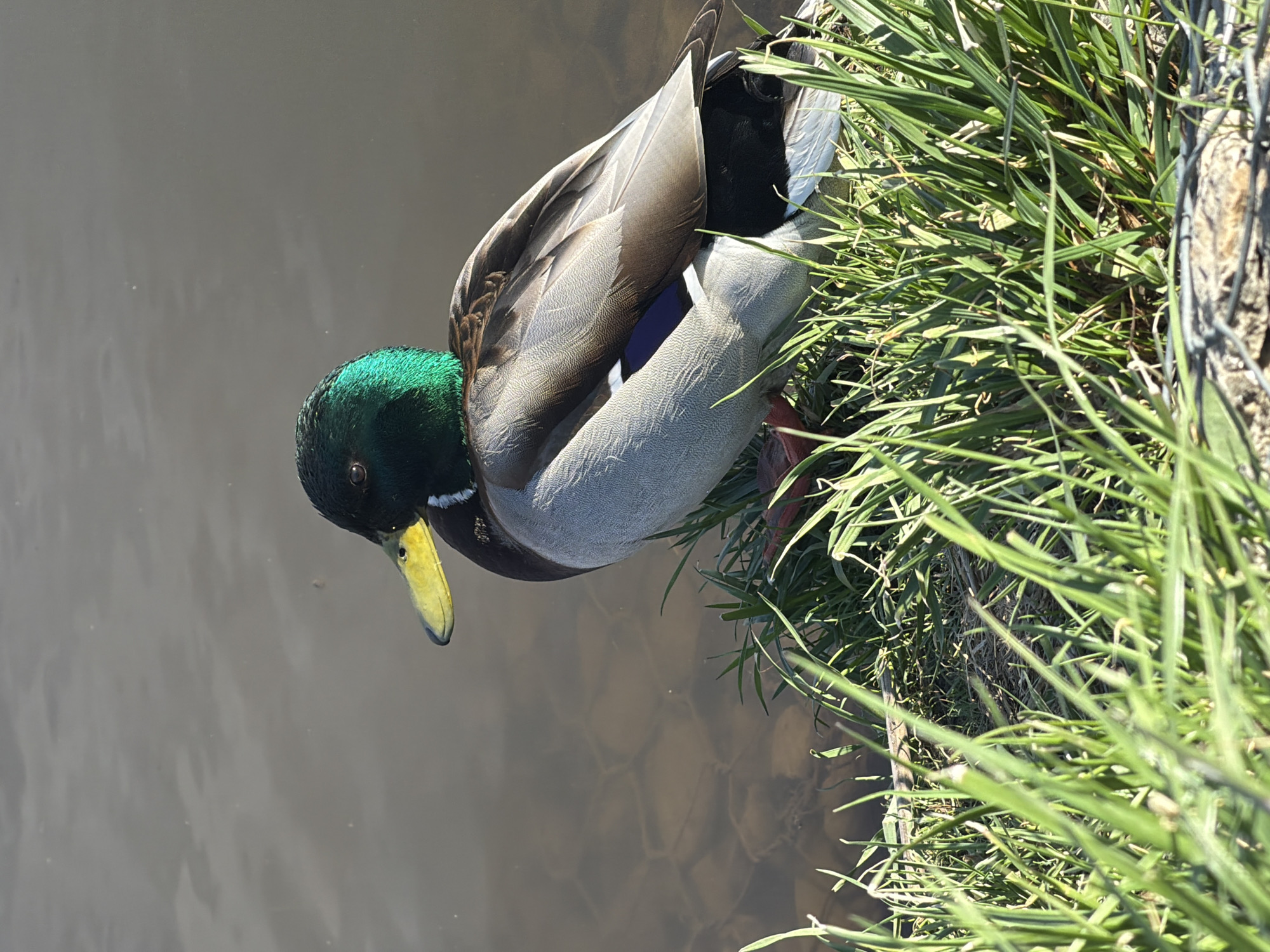 A drake mallard duck rests on the edge of a body of water in Votkinsk, Russia. The duck is mostly gray and brown, with a dark green head and a yellow bill. It is sitting near a patch of green grass. The water is mostly gray with some reflections. The photograph appears to have been taken during the day, in bright sunlight. There is no indication of a precise location within Votkinsk.