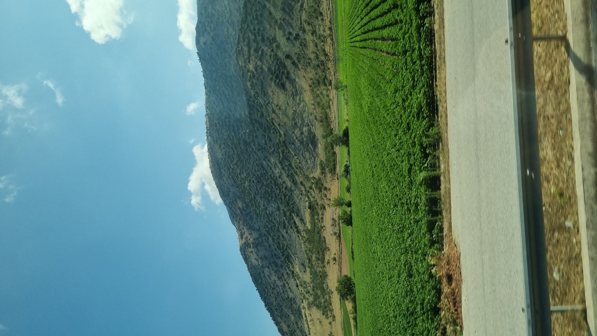 This is a medium shot, horizontally oriented, outdoor photograph taken from a moving vehicle, likely a car or bus, looking out at a landscape. The foreground consists of a grey asphalt road with a silver metal guardrail. Beyond the road, a vast, vibrant green field of crops stretches horizontally across the frame, appearing to be neatly planted in rows. The field is dense with foliage, creating a textured green carpet.
In the middle ground, there are scattered trees and shrubs, as well as some patches of tilled brown earth, suggesting different agricultural uses or stages of cultivation. Further in the distance, the landscape rises into a large, arid-looking mountain. The mountain's surface is a mix of light brown and grey, dotted with sparse vegetation and rocky outcrops, indicating a dry, Mediterranean climate. The sky above is a clear, bright blue, with a few scattered white clouds, suggesting a sunny day. There is no discernible human presence or activity in the image. The scene depicts a rural agricultural landscape at the foothills of a mountain, likely in the vicinity of Zarkos, Greece, given the context. The lighting indicates it's daytime, possibly late morning or early afternoon, with sunlight casting subtle shadows.