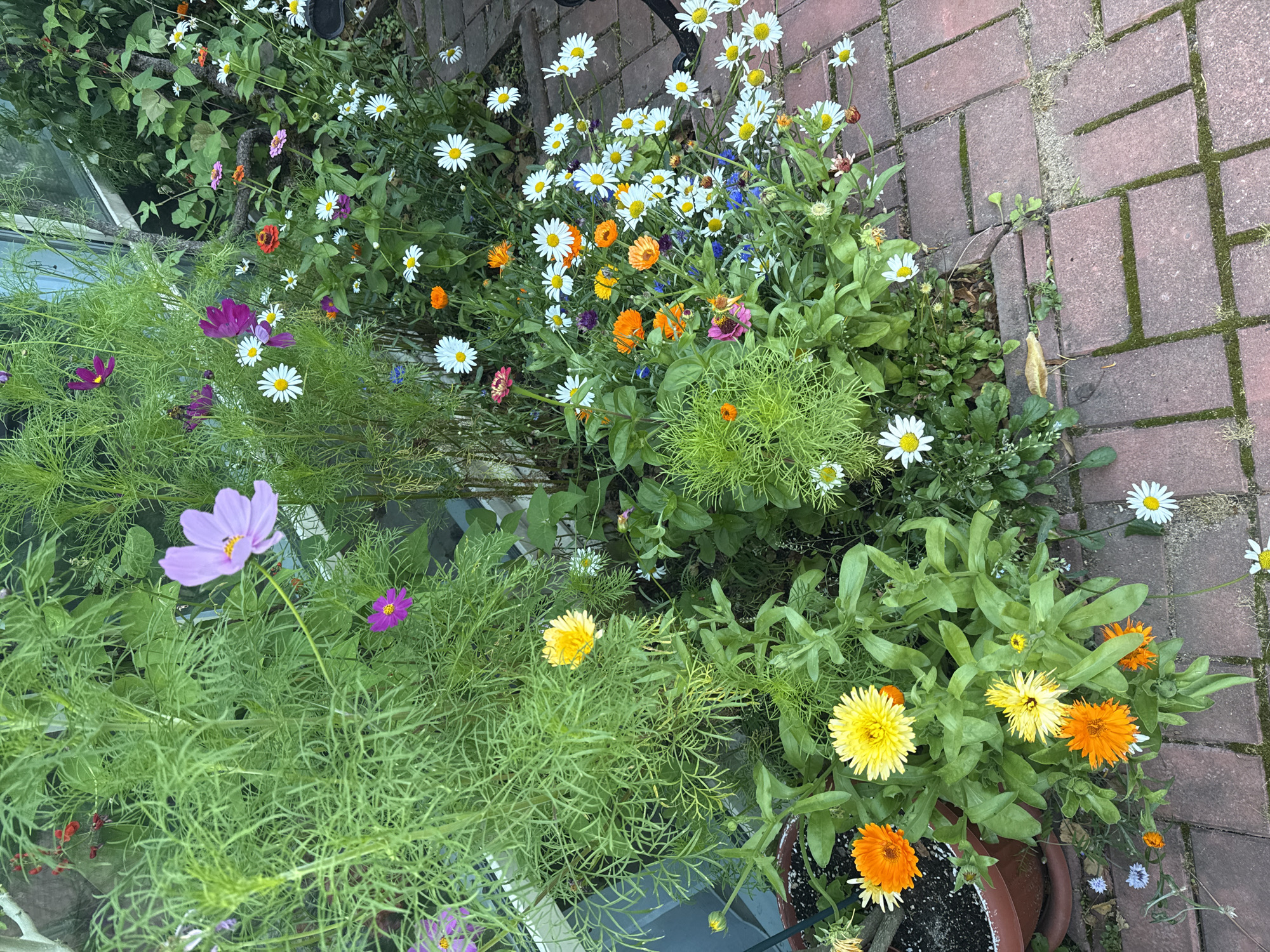 In Yukki, Russia, a lush garden bursts with vibrant blooms. Cosmos flowers, in shades of pink and purple, reach skyward, their delicate petals contrasting with the feathery green foliage. White daisies dot the scene, their cheerful faces turned towards the sun. Orange and yellow calendula flowers add a splash of warmth, their intricate centers a testament to nature's artistry. Amidst this floral tapestry, a lone mushroom emerges from the moss-covered bricks, a humble reminder of the diverse life that thrives in this urban oasis. The scene is captured from a high angle, looking down upon the garden, with the brick pathway creating a textured foreground. The backdrop hints at a greenhouse or conservatory, suggesting a protected environment for these botanical treasures.