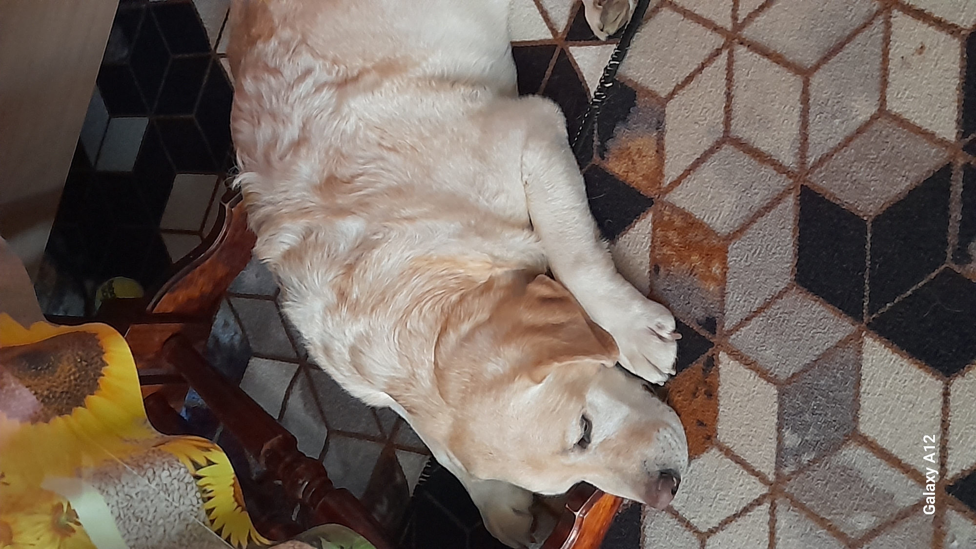 The image captures a light-colored dog, likely a Labrador, resting peacefully indoors. The dog lies on its side on a patterned rug, with its head pointed towards the bottom right corner of the frame and its body extending diagonally upwards. Its eyes appear closed or half-closed, suggesting it is either asleep or very relaxed.
The rug features a repeating geometric pattern of interlocking cubes, rendered in shades of grey, black, and some brownish-orange accents. Part of a dark wooden chair or piece of furniture is visible in the bottom left corner, adjacent to the dog. On or draped over this furniture, there is a bright yellow object with a distinct sunflower pattern, possibly a cushion or blanket.
In the upper left background, glimpses of a darker floor or tiled area with a similar cube pattern can be seen, along with a small, blurry green object. The overall scene conveys a calm and comfortable domestic setting.
A camera watermark, "Galaxy A12", is visible vertically along the right edge of the photograph.