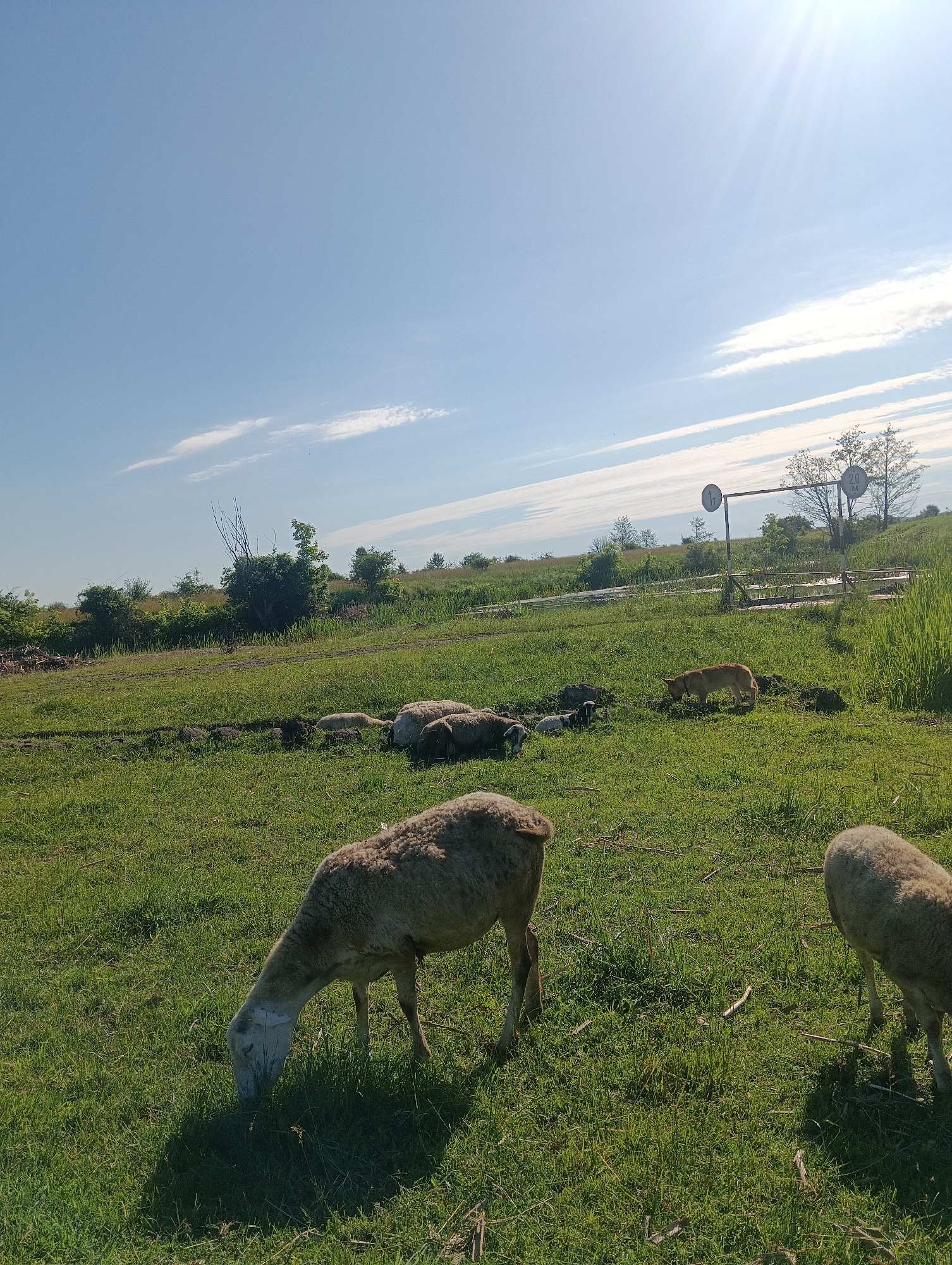 A flock of sheep graze in a grassy field under a bright blue sky with scattered white clouds and the sun shining brightly in the upper right corner. In the foreground, a sheep is bent over, eating grass. Another sheep is partially visible on the right side of the image, also grazing. In the middle ground, several other sheep are lying down or standing in the grass. A tan-colored dog is also present in the middle ground, sniffing the ground. In the background, a line of trees and bushes marks the edge of the field. A metal structure with two circular signs is visible in the far background. One sign appears to have "1T" on it, and the other has "20 M". The scene suggests a rural or pastoral setting on a sunny day.