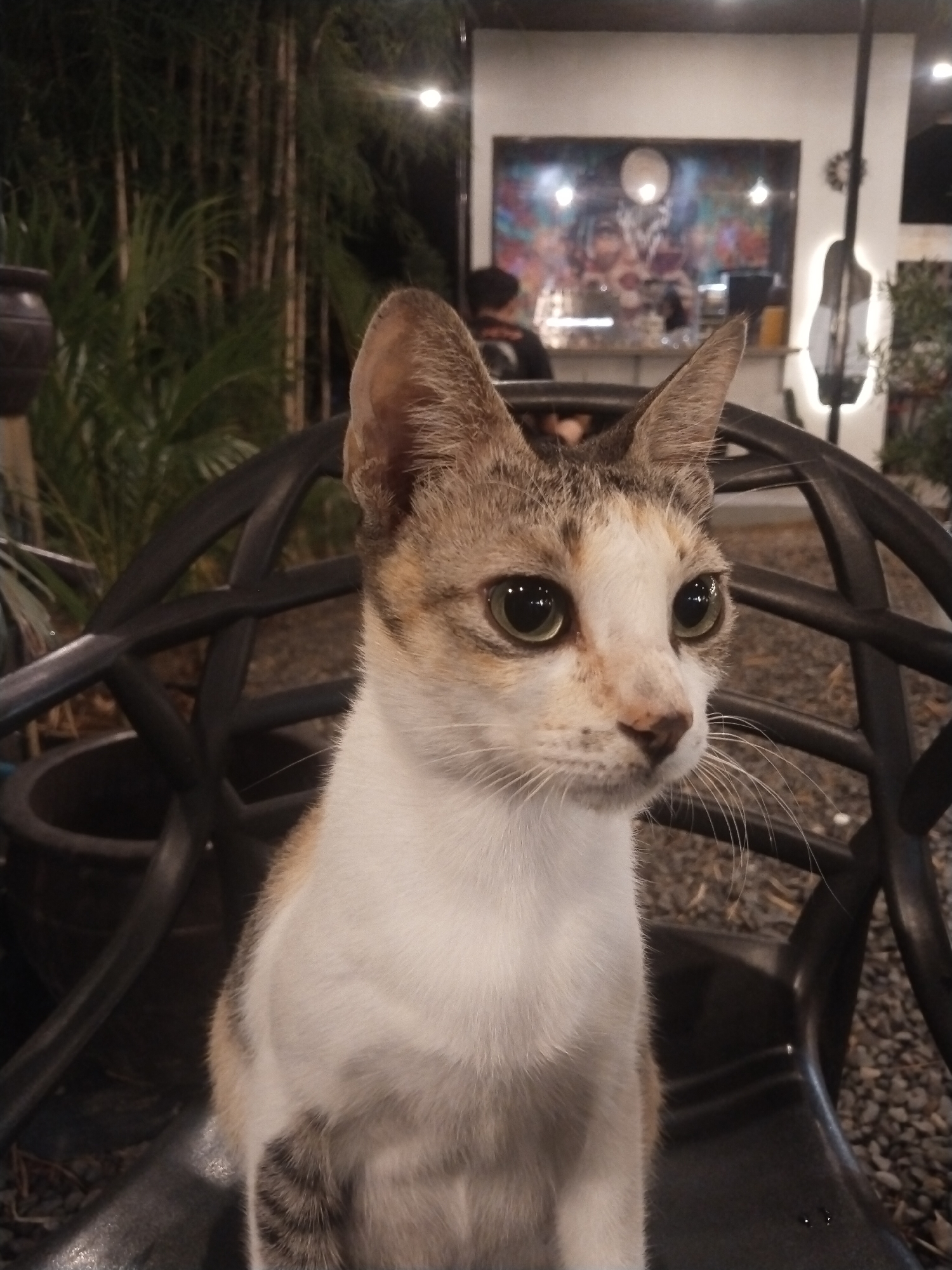 A cat sits on a black chair. The cat is light brown and white with green eyes. Behind the cat are plants, a building with a mural, and lights. A person is visible in the building's background. The location is possibly in the city of Lhokseumawe, Indonesia. The ground around the chair appears to be gravel.