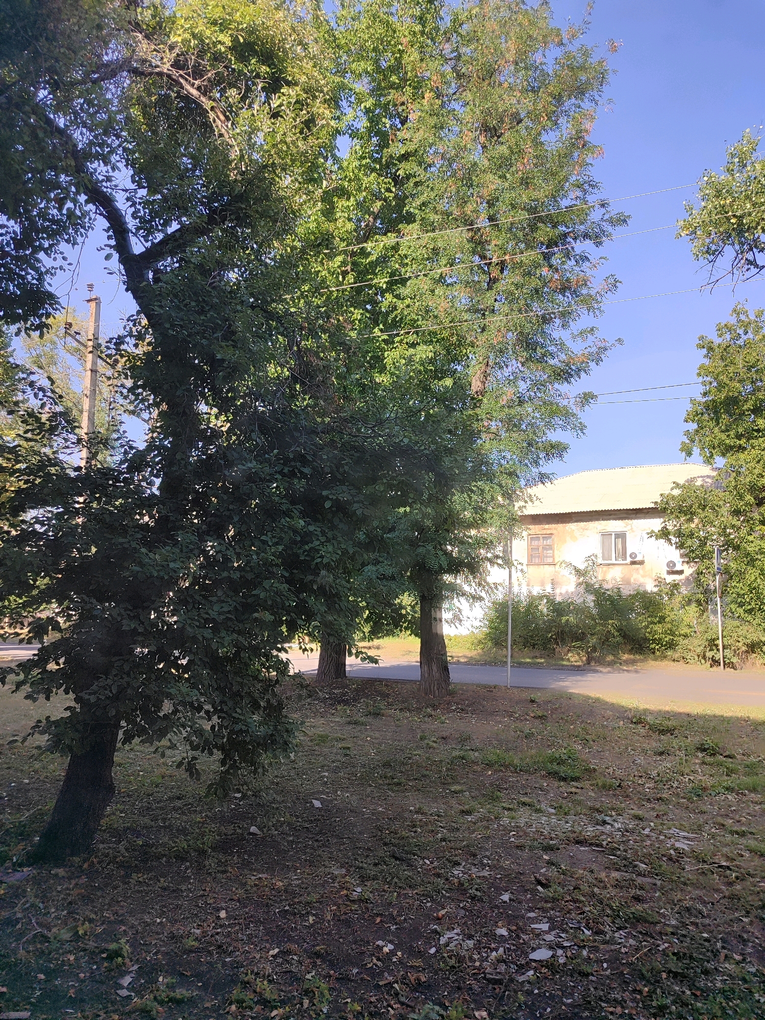 The image captures a residential street in Nikishyne, Ukraine, bathed in the clear light of a sunny day. Tall trees, laden with lush green leaves, dominate the foreground, their branches casting dappled shadows on the dry, leaf-strewn ground. The trees are a mix of mature and younger specimens, suggesting a developed neighborhood.
Behind the trees, a modest, light-colored building stands with a light gray, slightly aged roof. The building has two windows visible on its facade, one smaller with a wooden frame and the other larger with a white frame. Two air conditioning units are mounted on the wall beneath the larger window. A line of dense green bushes forms a low hedge in front of the building.
A paved road runs parallel to the building, with a sidewalk or grass verge between the road and the area where the trees are situated. Power lines are visible strung across the clear blue sky, supported by a utility pole on the left side of the image. The overall scene depicts a quiet, everyday street with a natural, somewhat unkempt appearance, characteristic of many residential areas in Ukraine. There are no people visible in the image.