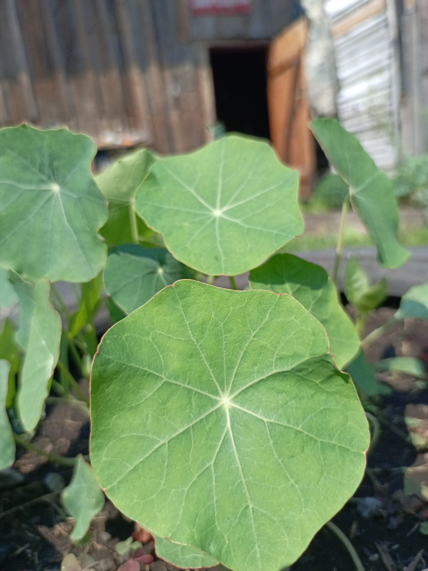 A close-up shot focuses on the vibrant green, circular leaves of a nasturtium plant. The leaves exhibit prominent vein patterns radiating from the center and have slightly wavy, red-tinted edges. The plant is growing outdoors, with dark soil and scattered pebbles visible at the base. In the blurred background, a rustic wooden structure, possibly a shed or part of a building, stands with an open doorway. The lighting suggests it is daytime. The image is captured from a low angle, emphasizing the leaves. The location is the village of Zalesovo, Russia.