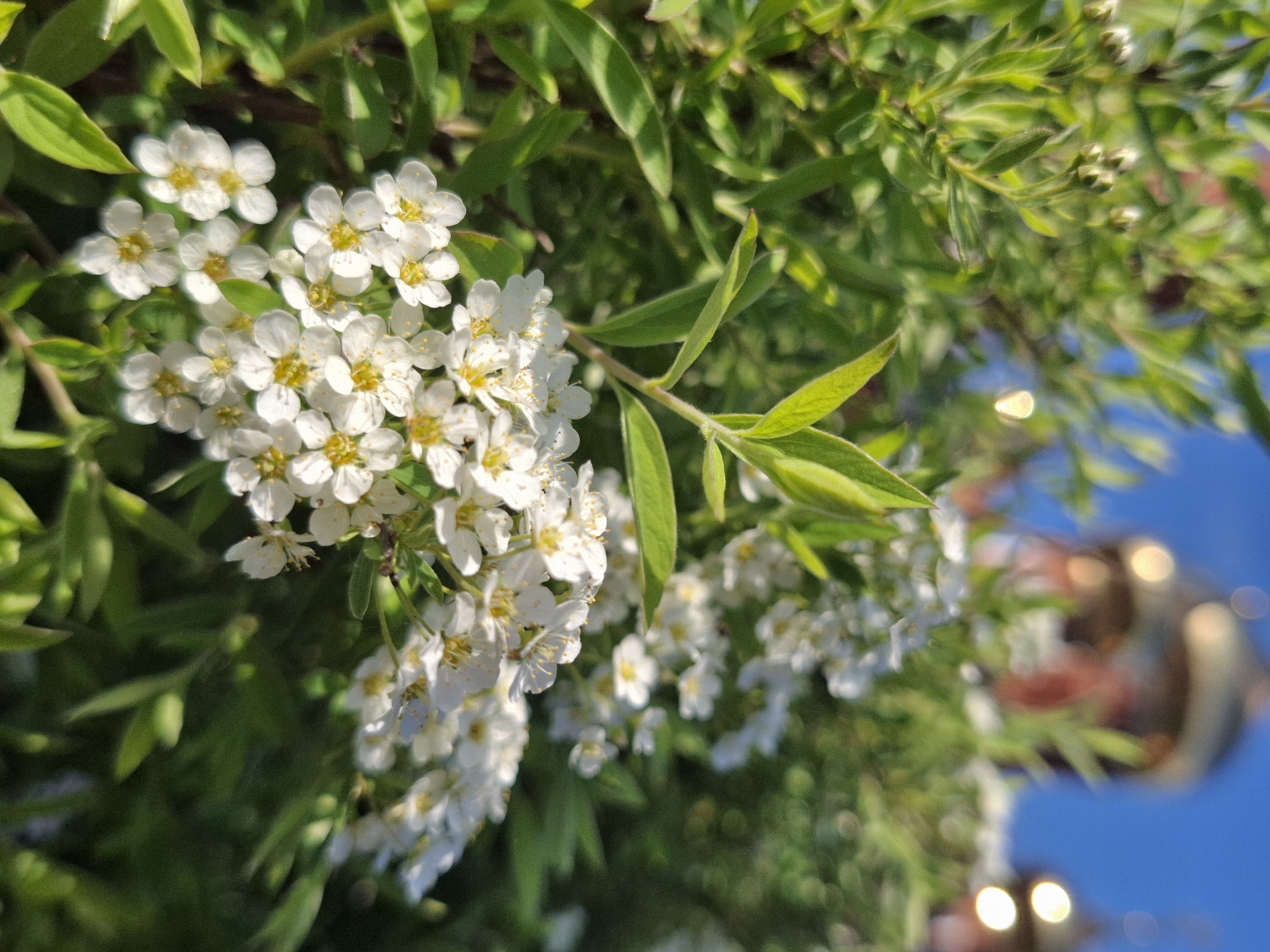 The image features a close-up of a bush with small white flowers and green leaves. The flowers are clustered together in bunches. The background includes blurred greenery and a patch of blue sky. There are blurred shapes suggesting objects or structures, but they are not clearly discernible. The scene is likely outdoors and well-lit by sunlight. The location in the city of Chaikovsky, Russia is not indicated in the image.