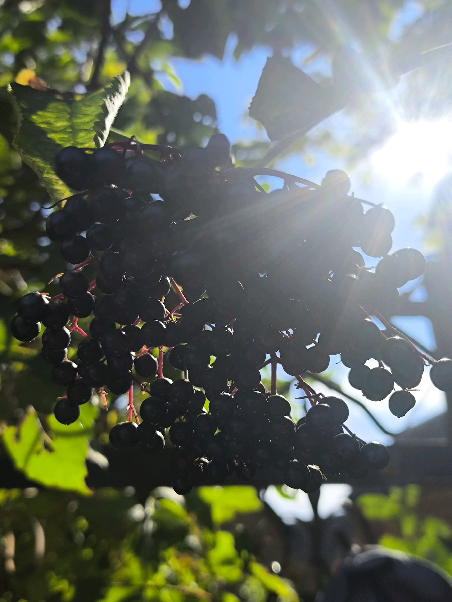 In Anastasivka, Ukraine, a close-up, low-angle shot captures a cluster of dark, ripe elderberries hanging from a branch, bathed in bright sunlight. The berries are round and clustered tightly together on reddish stems. Several green leaves are visible in the background, some in sharp focus and others blurred. The sky, a bright blue, is partially obscured by the leaves and the intense glare of the sun, which creates noticeable lens flare and sunburst effects radiating from the upper right quadrant of the image. The overall impression is one of natural abundance and the warmth of a sunny day.