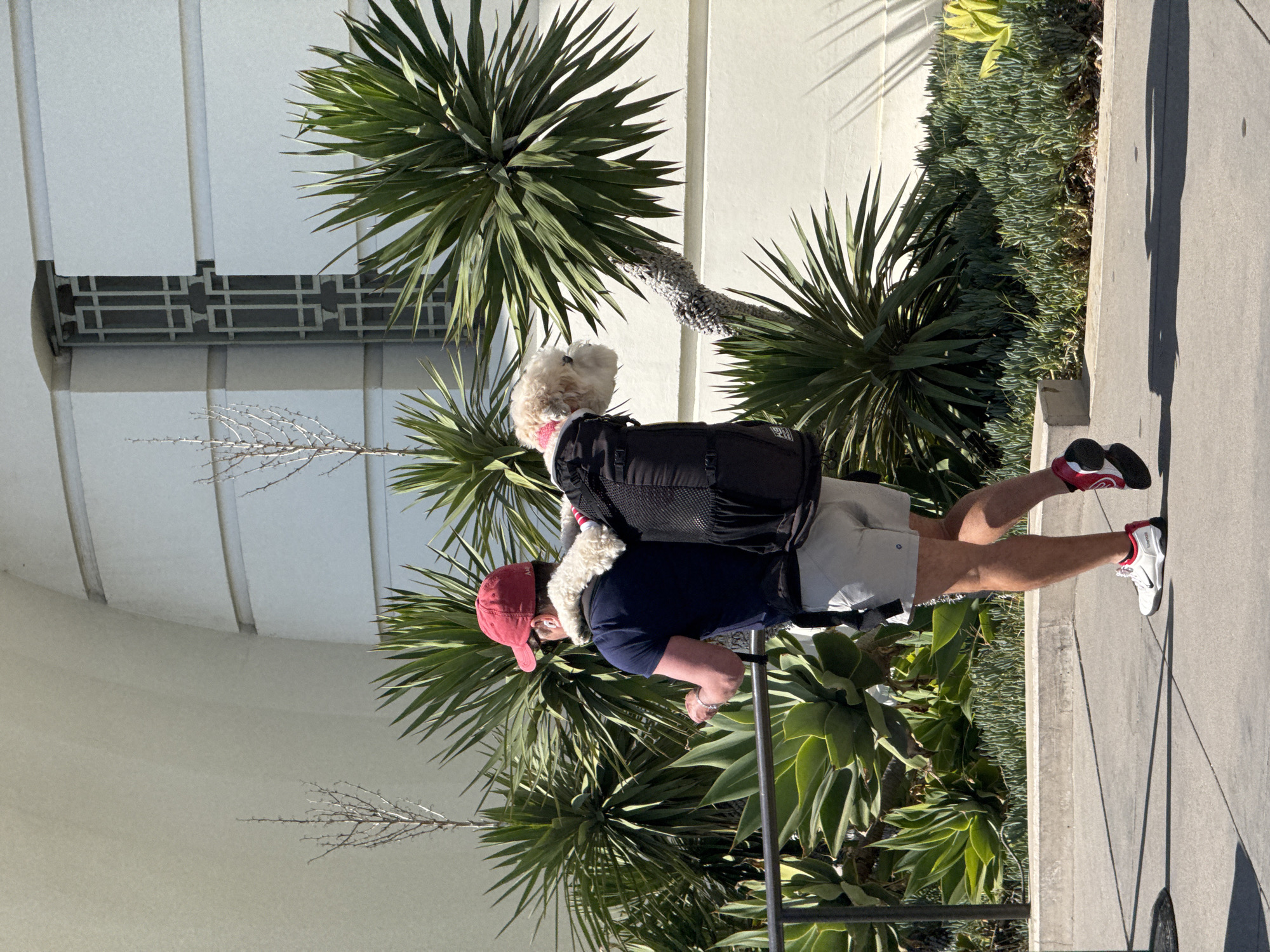A man wearing a red baseball cap, navy blue shirt, and tan shorts walks along a sidewalk in Los Angeles, California. A small white dog with a pink collar sits in a carrier on the man's back. The man's left foot is extended forward, his right foot planted on the sidewalk, with white and red shoes. The sidewalk is bordered by succulent plants of varying greens and sizes. Behind the plants are several palm trees against a white wall with a dark gray decorative design near the top. The bright sunlight casts shadows from the palm trees onto the wall and the sidewalk.