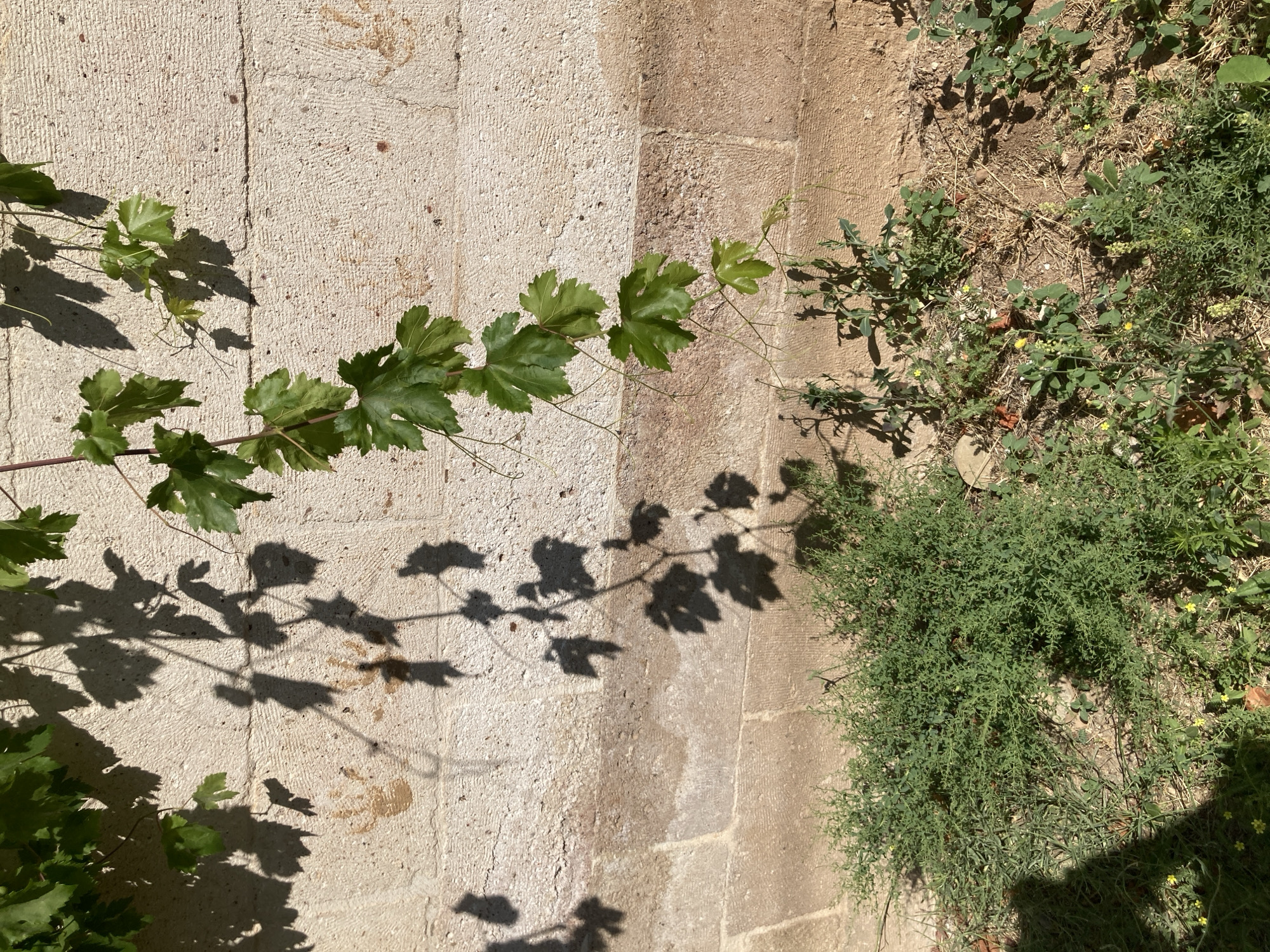 The image displays a close-up of a weathered, light-colored stone wall in Avanos İlçe Merkezi, Turkey. A vine with green leaves hangs from the top of the frame, casting dappled shadows on the wall. The wall is constructed of large, rectangular stone blocks, some of which show signs of erosion and staining. Two faint handprints are visible on the upper section of the wall. In the lower portion of the image, dry ground is covered with sparse green vegetation and some dried leaves and twigs. The sunlight creates strong contrasts between illuminated areas and shadows.