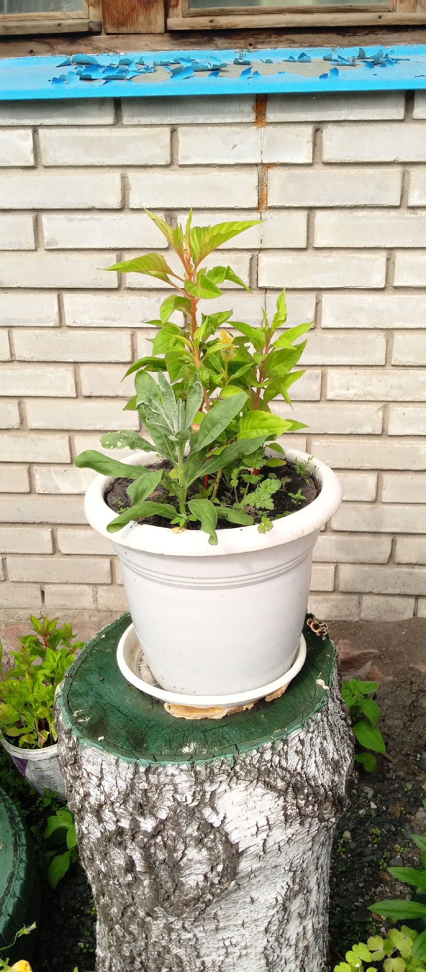A white potted plant containing several green and reddish plants sits on a green-painted tree stump in front of a white brick wall. The stump has a textured, light-colored bark. Above the wall is a wooden structure with blue paint peeling from a ledge. The scene appears to be outdoors, possibly in a yard or garden. There are no people visible in the image. The overall impression is that of a simple, rustic outdoor setting. The location is specified as Nazarovo, Russia.