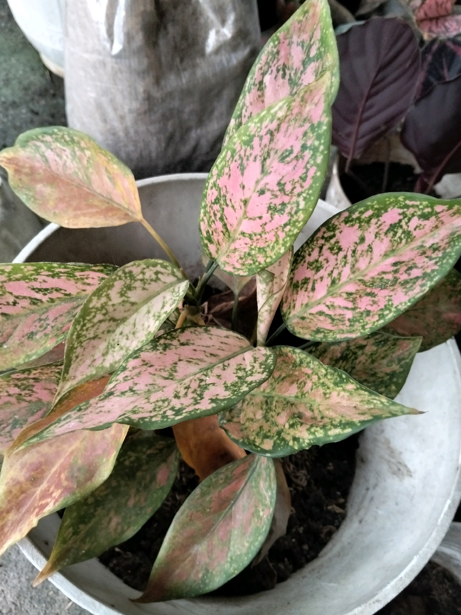 A potted Aglaonema plant, commonly known as Chinese Evergreen, with variegated pink and green leaves, is situated outdoors. The plant is in a light-colored, circular pot, which is placed on a gray, textured surface. In the background, a large, light-colored woven bag and dark purple leaves of another plant are visible, suggesting an outdoor setting likely in a garden or nursery. The lighting indicates it is daytime. The image was captured in Arang Limbung, Indonesia.