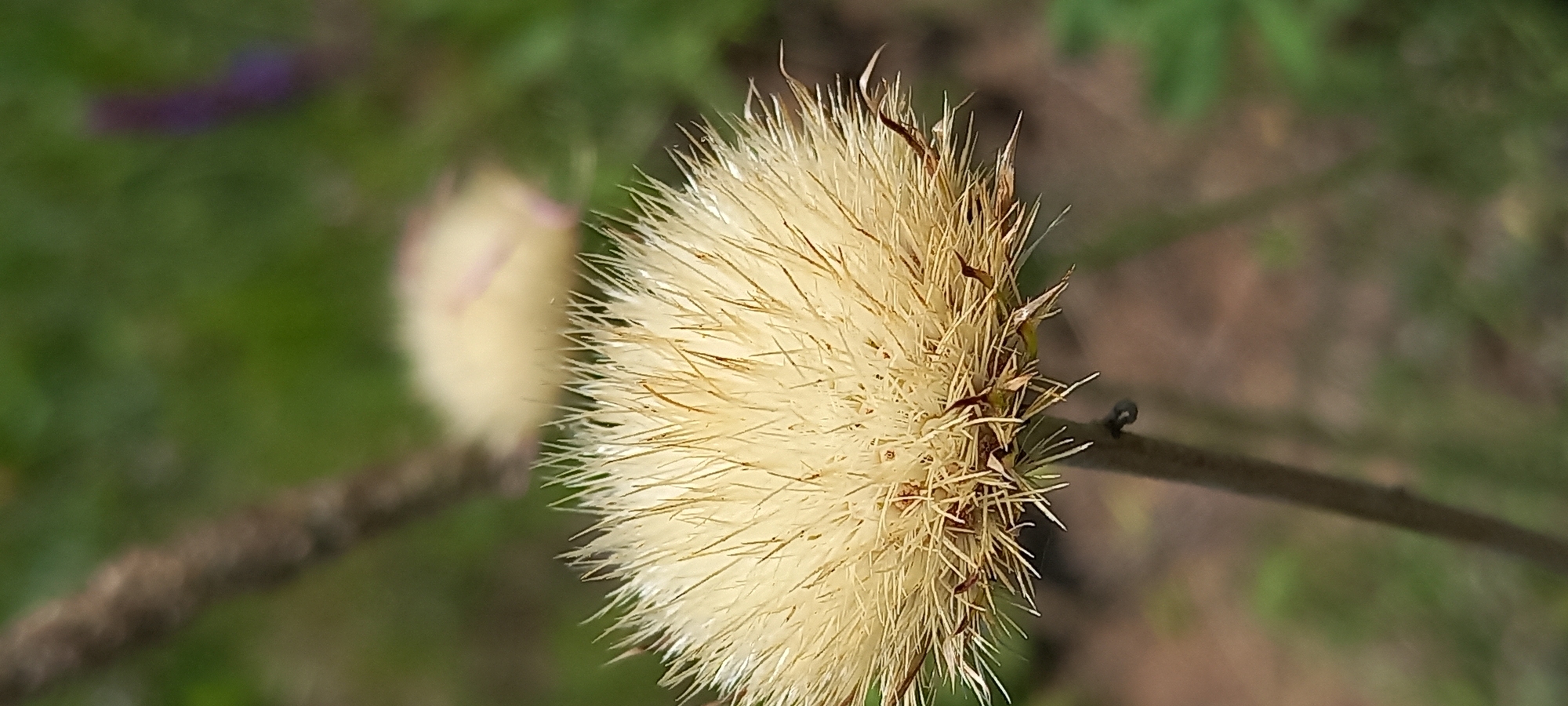 A close-up, vertical shot focuses on the seed head of a dried plant, likely a thistle or similar species, displaying a spherical, fuzzy texture composed of numerous pale, straw-colored bristles. The seed head is positioned in the foreground, slightly off-center to the left. A thin, brown stem extends downwards from the base of the seed head, ending with a small, dark, hook-like attachment. The background is softly blurred, showcasing a natural environment. To the left, a dark, vertical element, possibly a thicker stem or branch, is partially visible. The background also features patches of green foliage and hints of other blurred objects, including a lighter-colored, rounded shape in the mid-ground, possibly another plant, and a faint purple streak further back. The lighting appears natural, suggesting an outdoor setting. The image was taken in the city of Kryvyi Rih, Ukraine.
