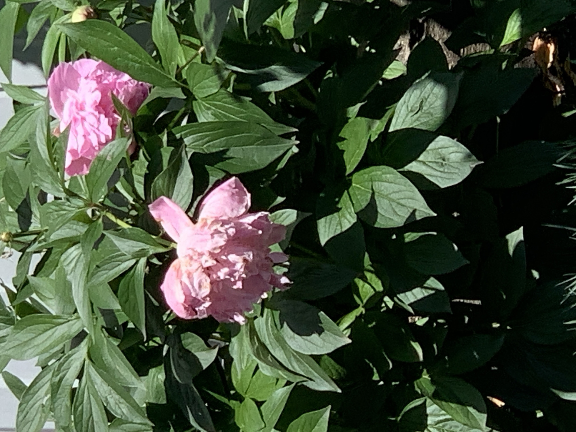 The image shows two pink peonies in bloom amidst lush green foliage. The flowers are partially obscured by the leaves, and shadows play across the leaves and petals. The setting is outdoors, possibly in a garden. The location is Unknown, Unknown.