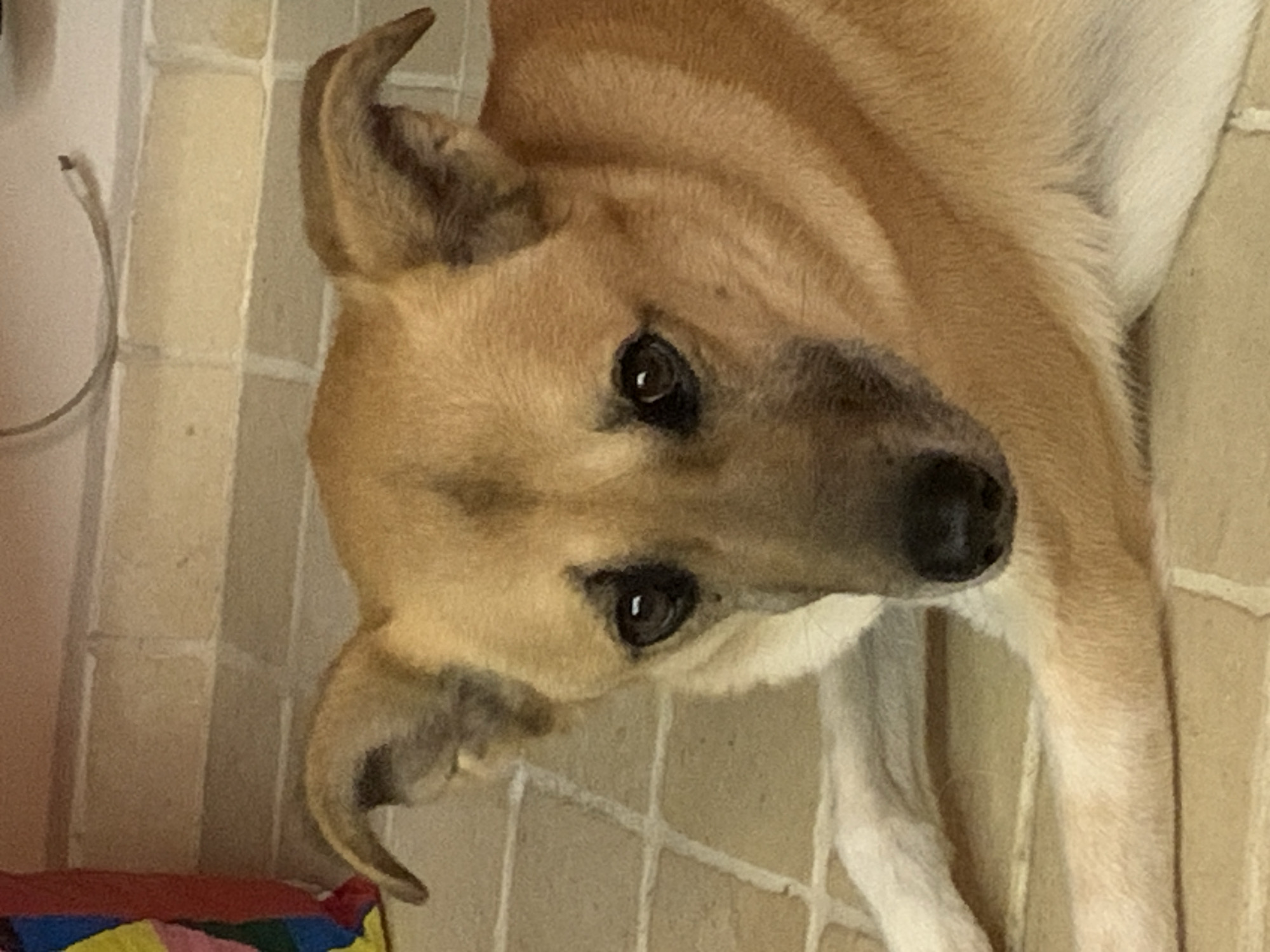 A light brown and tan mixed-breed dog is depicted lying down indoors, looking directly forward. The dog features prominent dark eyes with visible pupils and light reflections, a dark nose, and erect, slightly forward-curved ears. Its fur is primarily tan, with darker brown markings on its forehead and around its eyes, and lighter, almost white fur on its chest and visible front leg. The dog is positioned on a light brown tiled floor with visible grout lines. Behind the dog is a light-colored brick or block wall with horizontal grout lines. In the upper left background, a portion of a colorful item, possibly fabric, with red, blue, and yellow segments, is visible. In the upper right background, a thin, dark cable or wire is affixed to the wall. No specific geographical identifiers are present to determine a location within Tel-Aviv, Israel. There are no people, explicit actions, or interactions visible in the frame.