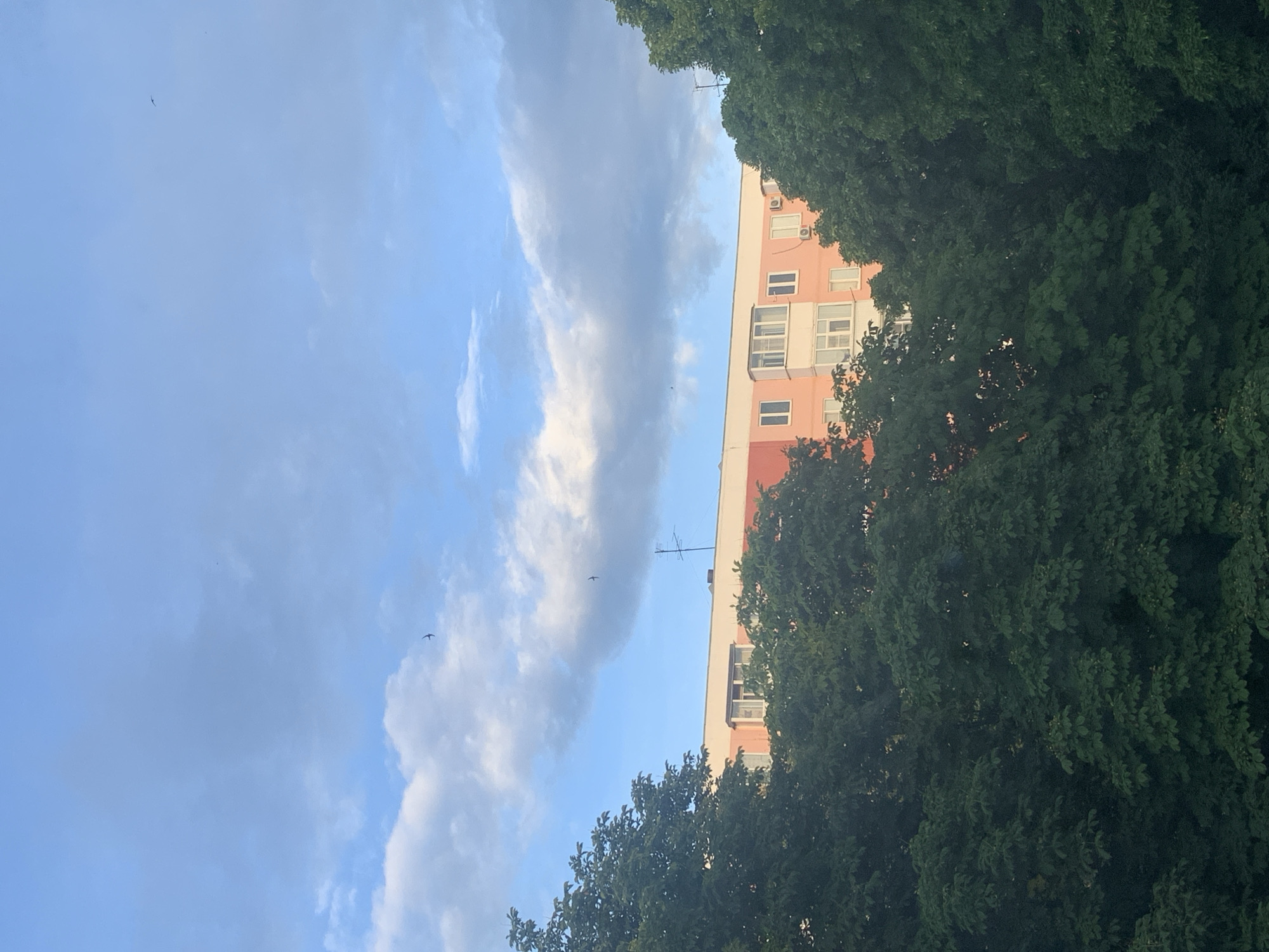 The image depicts a view of a pink and white apartment building peeking through lush green trees. The sky above is a clear blue with scattered white clouds. Two small birds are visible flying in the sky. The apartment building has several windows, and some appear to be balconies. An antenna is visible on top of the building. The foreground is dominated by the dense foliage of trees. The overall scene suggests a residential area in a city, possibly during daylight hours given the brightness of the sky and the illumination of the building.