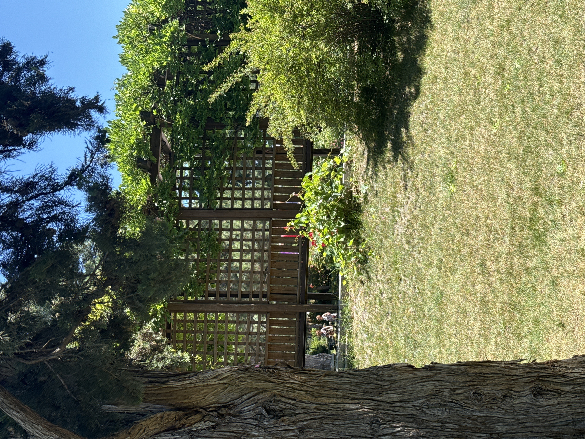 This is a vertically oriented, medium shot of a garden scene on a sunny day. The foreground is dominated by the textured bark of a large tree trunk, its rough surface occupying the bottom third of the frame. To the left and extending upwards, a dark green conifer tree with intricate branches creates a dense canopy.
Behind the tree, a wooden trellis forms a backdrop, its lattice pattern providing glimpses of greenery beyond. Climbing plants with vibrant green leaves are intertwined with the trellis, adding a touch of wildness. In the mid-ground, a patch of bright green foliage, possibly a bush or more climbing plants with red flowers, is visible.
To the right of the trellis, a well-maintained lawn stretches across the image. The grass is a light green and appears somewhat dry, suggesting a warm, possibly arid climate or season. Sunlight casts distinct shadows on the lawn from the trees and trellis, indicating it is likely daytime. In the far mid-ground, partially obscured by the trellis and foliage, two figures can be seen, their forms indistinct but suggesting people engaged in some activity within the garden.
The sky above is a clear, bright blue, reinforcing the impression of a sunny day. The overall mood is peaceful and serene, highlighting the natural beauty of the garden. There is no visible text in the image.