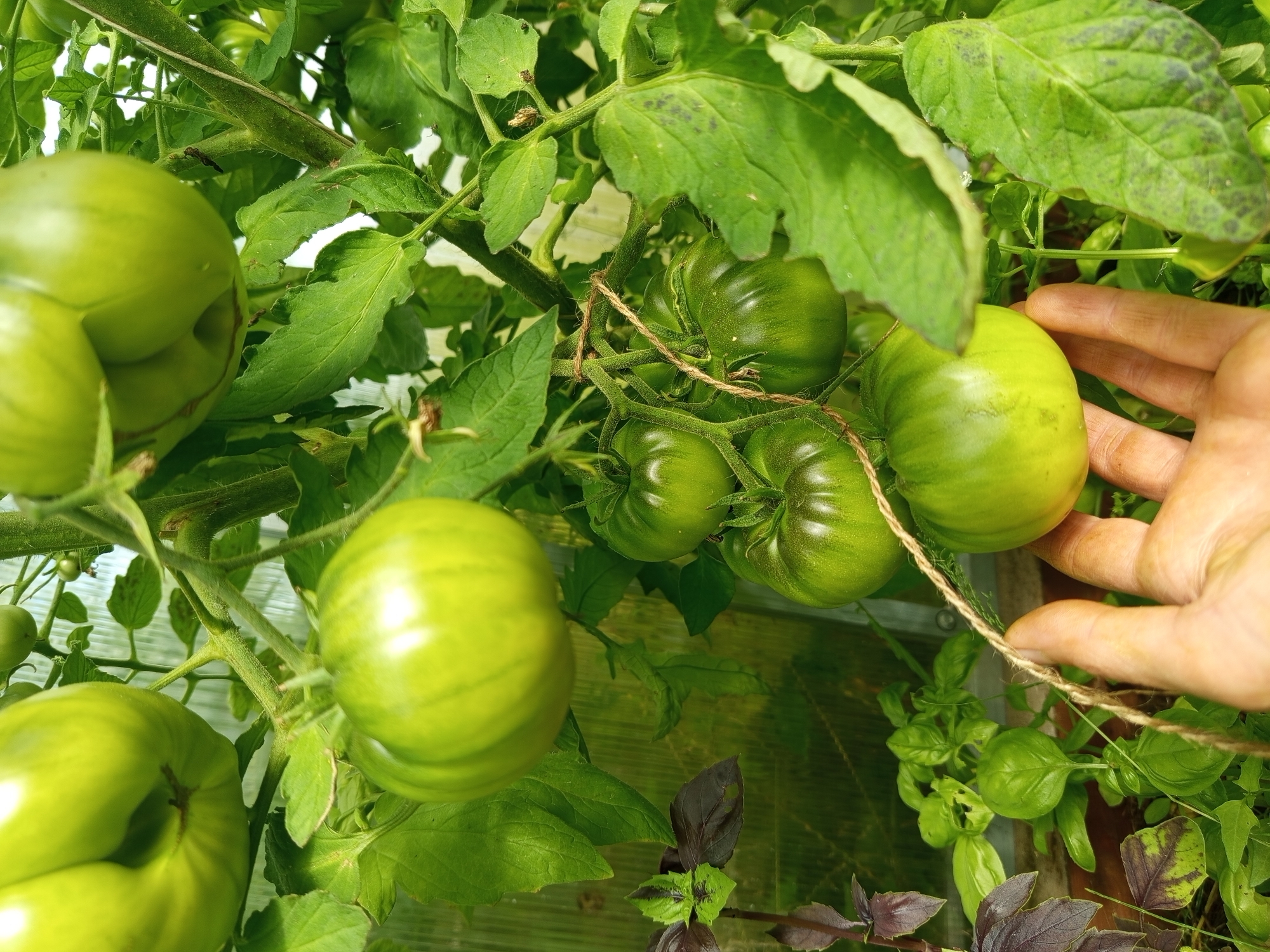 In Ostrovtsy, Russia, a close-up shot captures a hand gently supporting a cluster of unripe, green tomatoes growing on a vine. The tomatoes, of various sizes, display a smooth, slightly ribbed surface with subtle yellow-green striations. They are attached to thick, fuzzy green stems, intertwined with vibrant green leaves and dark purple basil plants, hinting at a garden or greenhouse setting. The background is a blurred expanse of similar greenery and the translucent, rippled surface of a greenhouse wall. A thin, rough twine is tied around one of the tomato stems, suggesting manual cultivation. The hand, with its tan skin and visible lines, is positioned to steady the lower tomatoes, showcasing a careful interaction with the burgeoning fruit.