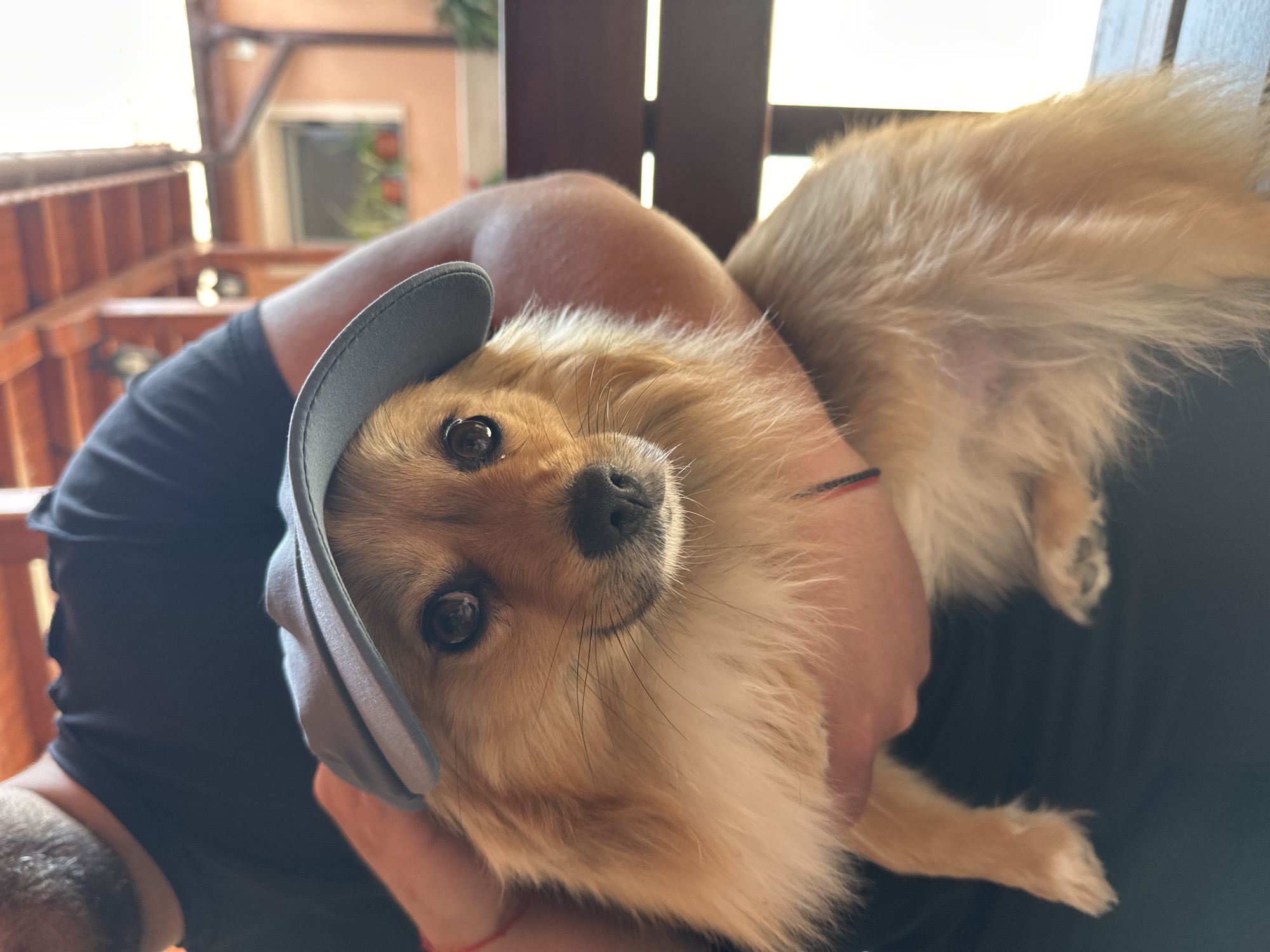 A medium shot depicts a tan Pomeranian dog being held by a person, likely outdoors. The dog wears a grey baseball cap tilted to the side. The person holding the dog has fair skin and wears a black shirt. The background shows a wooden railing and a partially visible window with plants behind it. The location is suggested to be Manole, Bulgaria.
