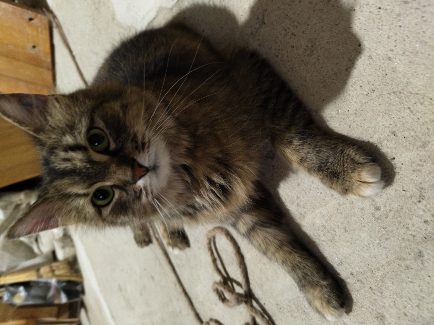 A tabby cat with green eyes lies on a concrete floor. The cat is facing the camera, with its front paws extended. A rope is visible in the foreground. In the background, a broom and a wooden structure are present. The lighting suggests an indoor environment, possibly a garage or storage area.