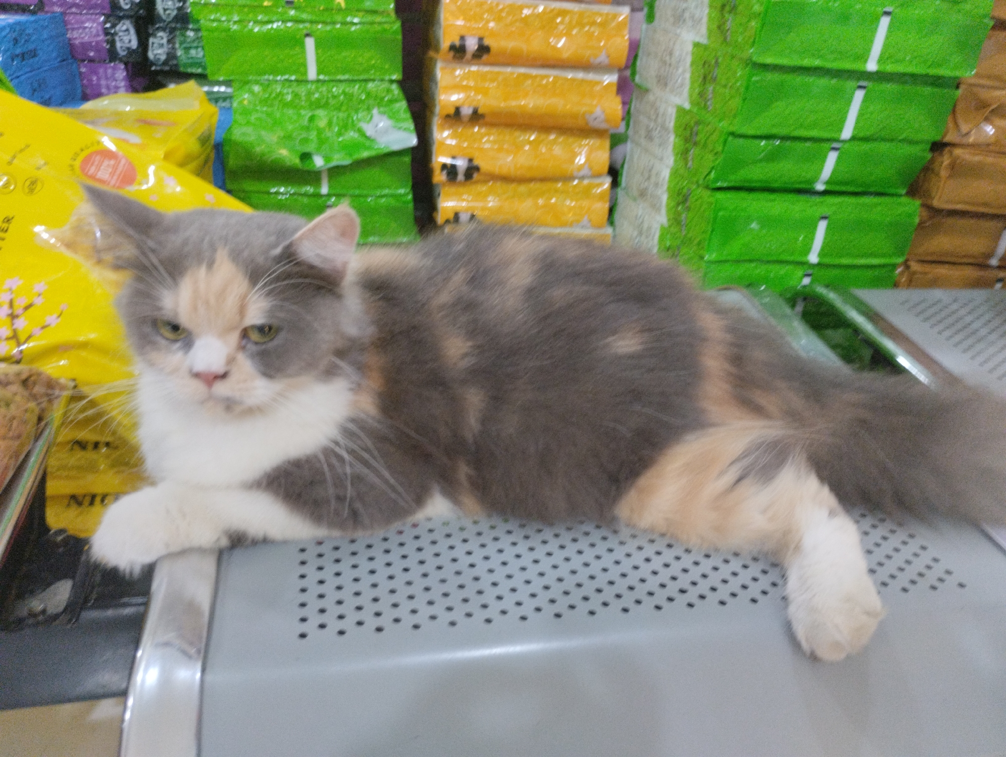 In a retail environment, a calico cat is resting on a gray perforated surface, likely a shelf or table, in Bekasi, Indonesia. The cat is a mix of gray, white, and orange-brown fur, with its body partially obscured by the angle of the photograph. Behind the cat, stacks of colorful products are visible. To the left, there are bright yellow and blue packages, and to the right, there are numerous green packages, with some brown packages further in the background. The overall impression is a commercial setting where pet supplies or similar goods are displayed.