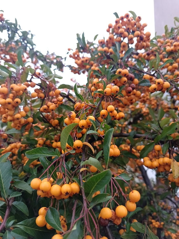 The image displays a close-up view of a shrub or tree heavily laden with orange berries and dark green foliage, located in Markkleeberg, Germany. The spherical berries, approximately 0.5-1 cm in diameter, are clustered in dense groups along thin, reddish-brown branches. The berries are primarily a vibrant orange, with some individual fruits exhibiting minor brownish discoloration or shriveling. Ovate, serrated, dark green leaves are visible between the berry clusters. The background features a bright, overcast sky and a faint, light-colored architectural structure partially visible on the right side. No individuals or active subjects are present.