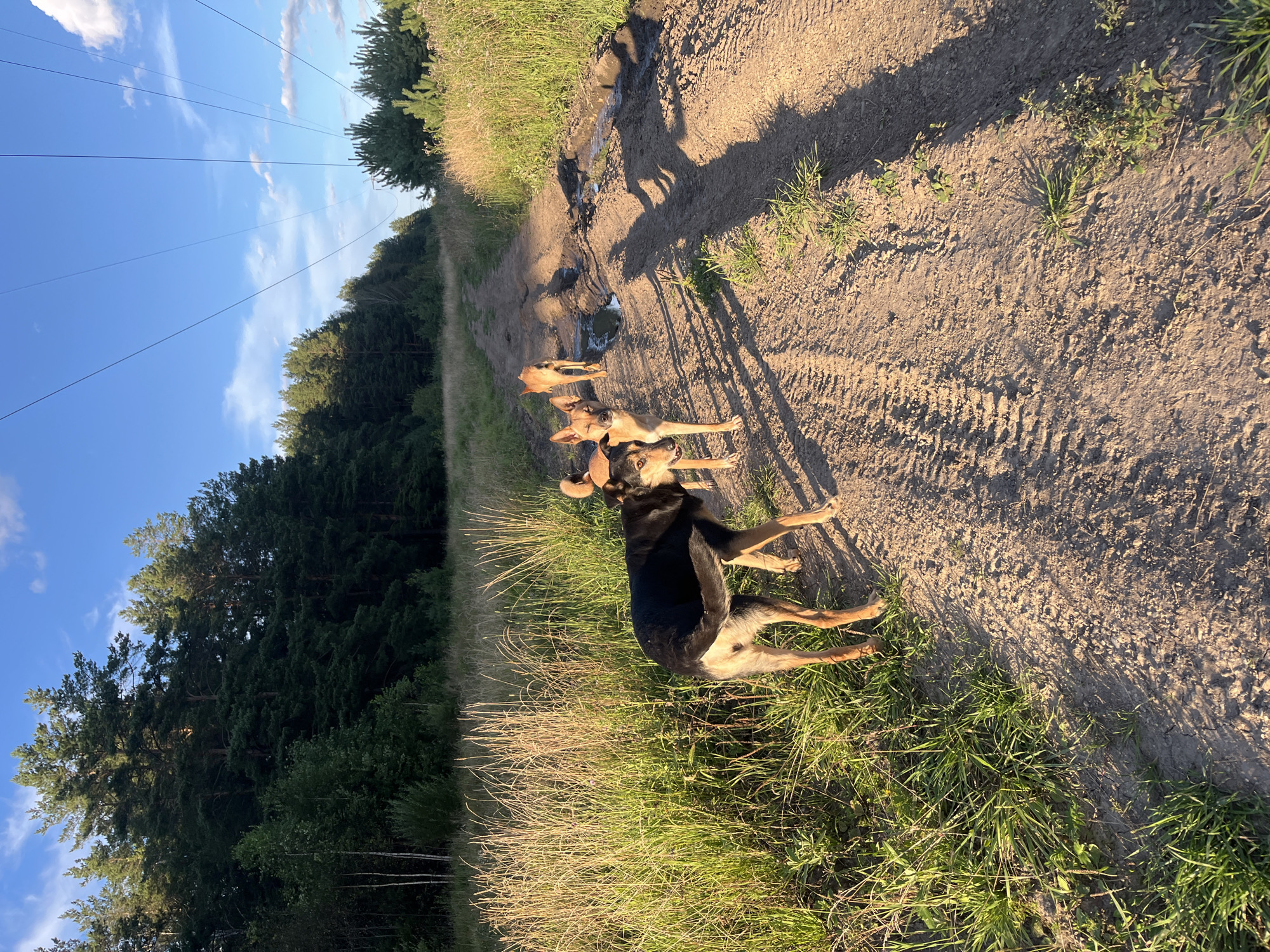 In Nizhny Tagil, Russia, a dirt road runs through a rural area, flanked by tall grass and a dense forest on the left, and sparser trees and fields on the right. The road is uneven, with tire tracks and several puddles of muddy water. Three dogs are present on the road. The closest dog, a medium-sized black and tan mixed breed, stands facing away from the camera, looking over its shoulder. Behind it, two tan dogs, appearing to be of similar breed, walk further down the road. The sky is blue with scattered white clouds, and the sun casts long shadows, indicating late afternoon or early evening. Power lines are visible stretching across the sky in the distance.