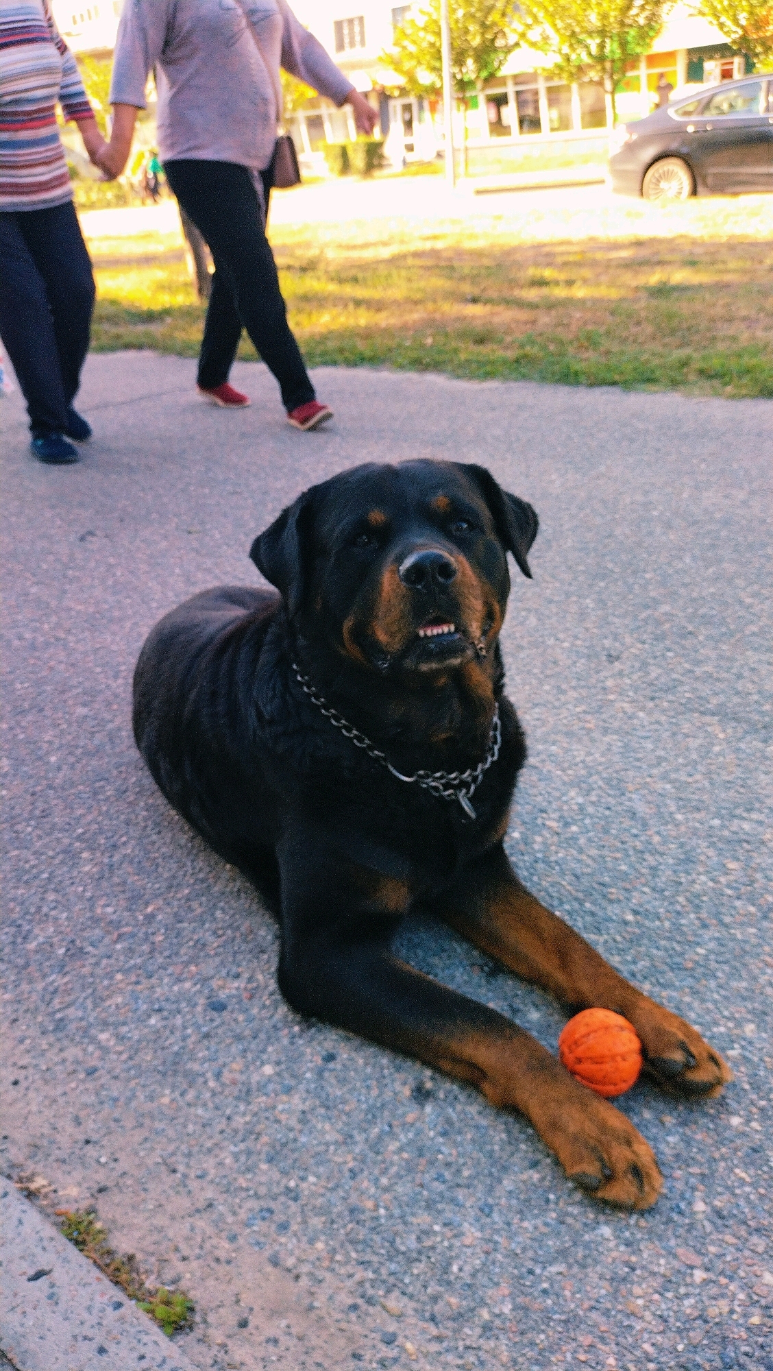 A Rottweiler dog with a metal chain collar lies on an asphalt path with a small orange ball near its front paws. The dog's mouth is slightly open, revealing its teeth. In the background, two people walk away from the camera, holding hands. One person is wearing a striped shirt and dark pants, while the other wears a light-colored top and black pants. A dark-colored car is parked to the right of the frame. The environment appears to be a park or sidewalk area with trees and buildings in the distance. The scene is located in the city of Horishni Plavni, Ukraine.