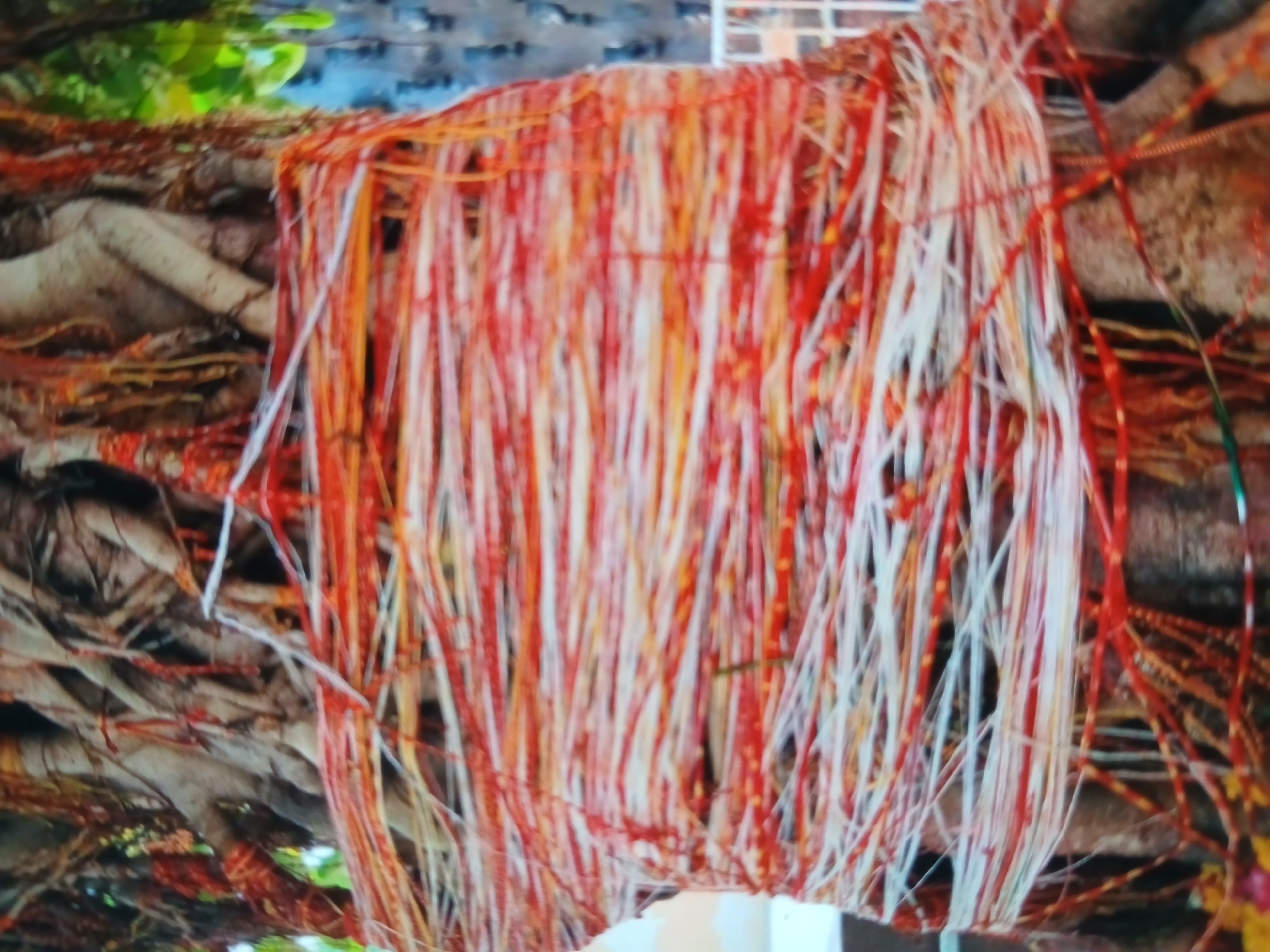 This photo depicts a Banyan tree (Ficus benghalensis) in Bengaluru, India. The tree's aerial roots are visible, with numerous red, white, and orange threads tied to the branches, likely representing offerings or wishes. The background appears to be a building or structure, suggesting the tree is in an urban or semi-urban setting.
