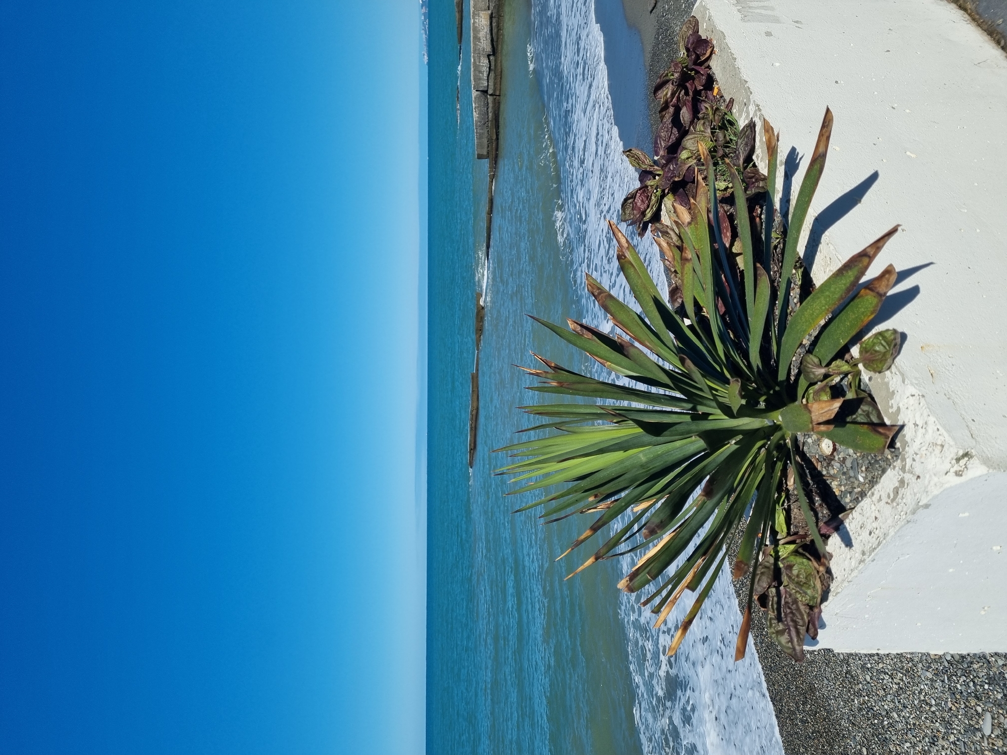 The image presents a serene coastal landscape captured on a bright, sunny day. The scene is dominated by a clear blue sky, a tranquil sea, and a section of the shoreline with coastal vegetation and a concrete structure.
In the foreground, on the right side, a robust spiky plant, resembling a Yucca or Dracaena, with long green leaves and some noticeable brown tips, stands prominently. Behind it, nestled against a light-colored concrete barrier or promenade, are smaller plants with dark, reddish-brown leaves. These plants and the concrete structure cast distinct shadows, indicating strong sunlight. The concrete appears to form a retaining wall or pathway along the coast.
The midground features the calm, turquoise-blue waters of the sea, with gentle white-capped waves breaking softly onto the shoreline. The beach itself appears to be made of small dark pebbles or gravel. Extending into the water from the shore are several dark, elongated structures, likely breakwaters or submerged remnants of a pier, breaking the surface of the water at intervals.
The background is an expansive and clear blue sky, displaying a slight gradient from a deeper blue at the top to a lighter hue near the distant horizon where it meets the sea.
No people or visible text are present in the image. The strong, clear light and distinct shadows suggest it is daytime, likely mid-morning or afternoon, offering a peaceful view of the Sochi coastline.