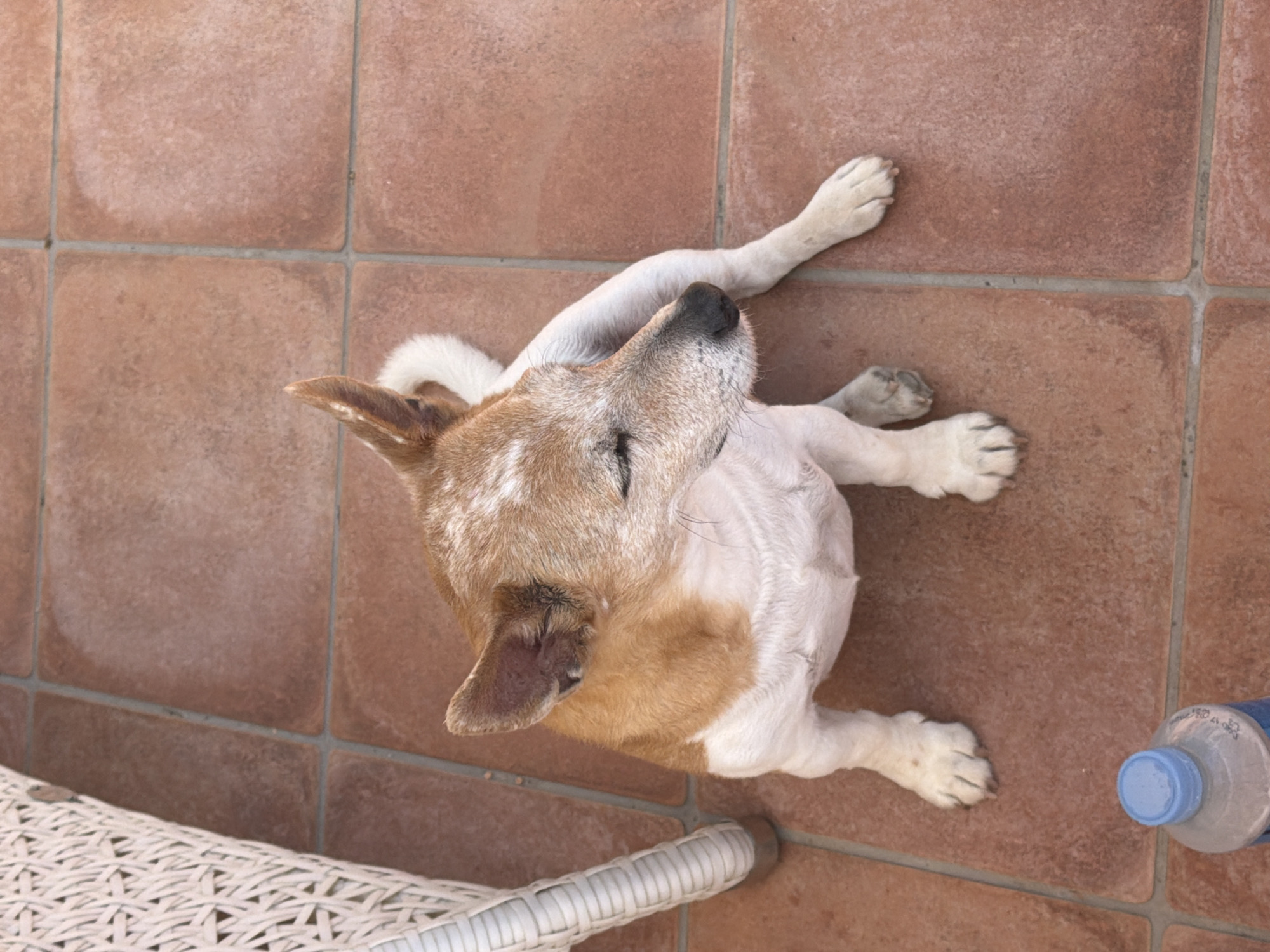 A high-angle, eye-level indoor shot depicts a mixed-breed dog lying on light brown tiled flooring. The dog's head is oriented toward the upper center of the frame, with its paws outstretched. The dog's coat is predominantly white, with tan markings on its head and a lighter tan color on its ears. A blue-capped water bottle is positioned in the lower right corner, and a portion of a white wicker chair is visible in the lower left corner. The setting appears to be a patio or indoor/outdoor space in Mont-roig del Camp, Spain, as indicated by the tiled floor and the style of the furniture.