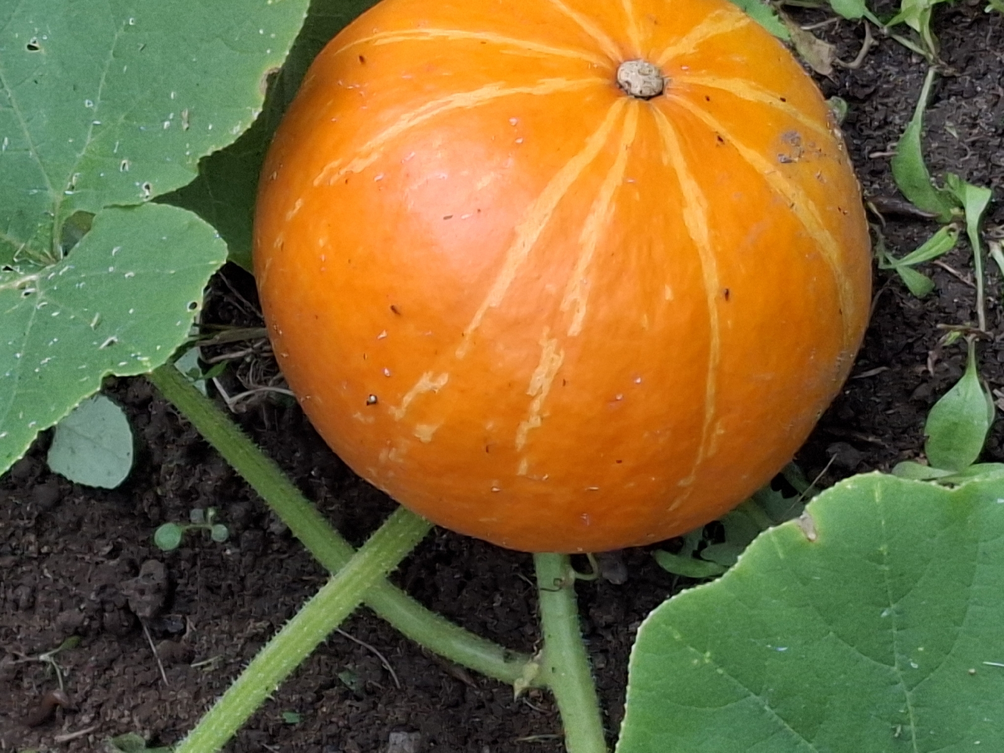 A ripe, orange pumpkin rests on dark soil, surrounded by large green leaves and a thick vine. The pumpkin is smooth-skinned with visible ridges and some lighter orange stripes. The vine is green and fuzzy, with smaller leaves branching off. The soil is dark and appears moist.