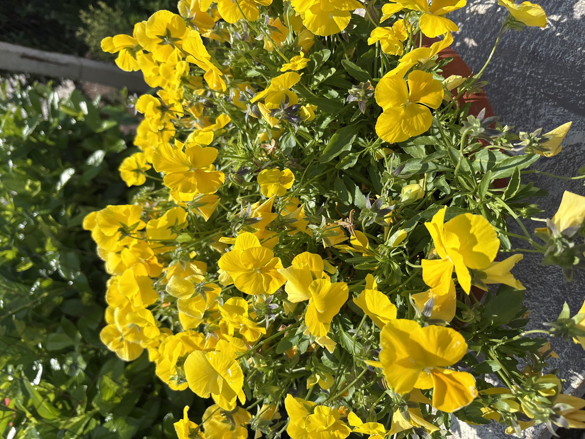 The image shows a cluster of bright yellow pansies in a pot, likely outdoors. The backdrop includes a grey concrete surface and greenery. Based on the prompt, the location is Isperihovo, Bulgaria.