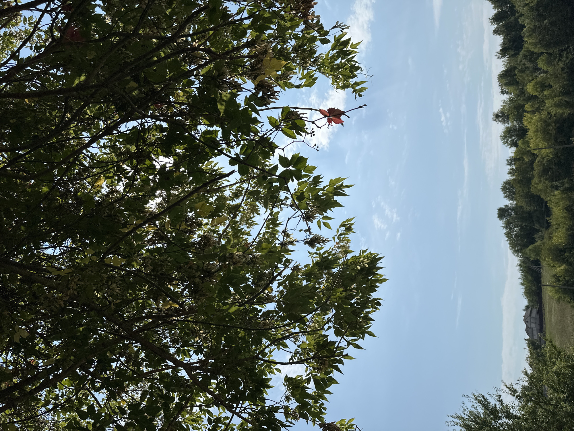 The image depicts a view of the sky through the branches of a tree, with a landscape of trees and houses in the background. The tree branches are covered in green leaves, with some seed pods hanging down. One red leaf is visible, contrasting with the green foliage and the blue sky. In the distance, a cluster of houses with grey roofs is situated on a hill, surrounded by a dense line of trees. The sky is a clear blue with scattered white clouds, and sunlight filters through the tree canopy. The scene is likely located in Makiv, Ukraine, given the typical rural landscape. There are no people or animals visible in the image.