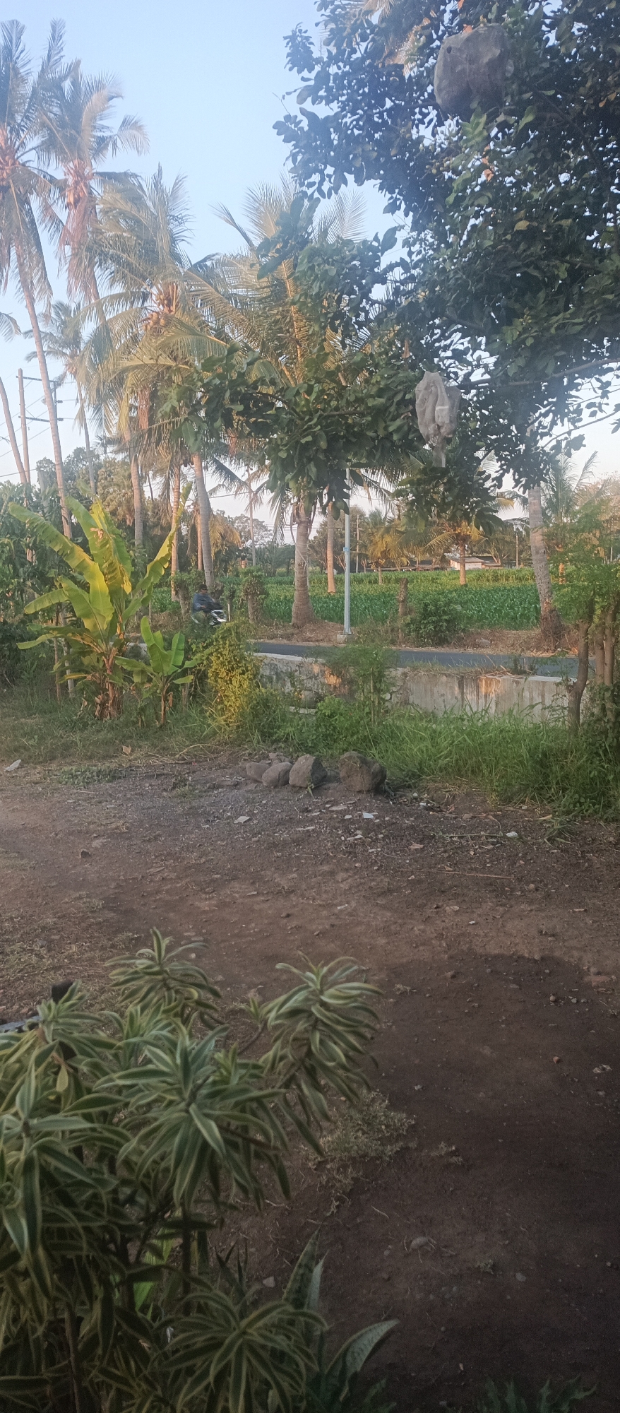 The image depicts a rural scene in Jatisari, Indonesia, likely taken in the early morning or late afternoon given the soft lighting. In the foreground, lush green plants with striped leaves are visible, bordering a dirt path. Beyond the path, a paved road runs horizontally across the mid-ground, with a low concrete barrier on its near side. To the left of the road, large banana plants with broad, green leaves stand out, with a person on a motorcycle visible further down the road, heading away from the camera. Beyond the road and the motorcycle, a field of green crops stretches into the distance, bordered by numerous coconut palm trees and other trees with dense foliage. One of these trees, on the right side of the frame, has a large, irregularly shaped object hanging from a branch, wrapped in a light-colored material. The sky above is a clear, pale blue. The overall impression is one of a tranquil, agricultural landscape.